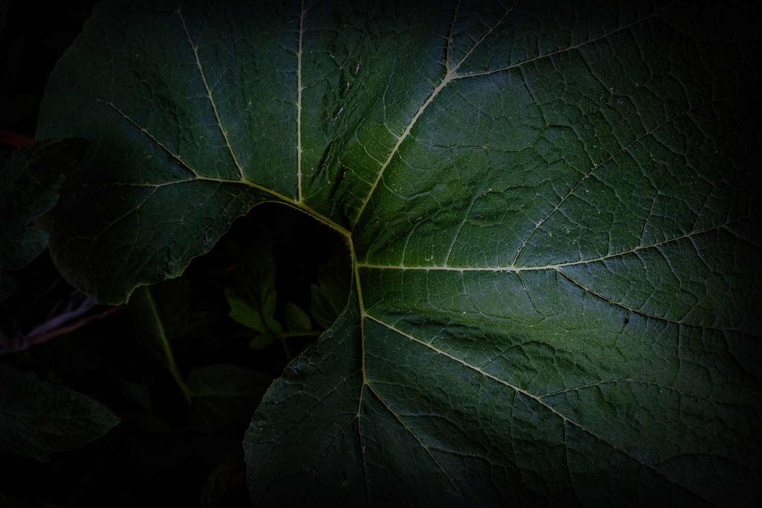 2020 - Dikkebus - Le Monde des Milles Couleurs - Soilmates ism Dries Delanote