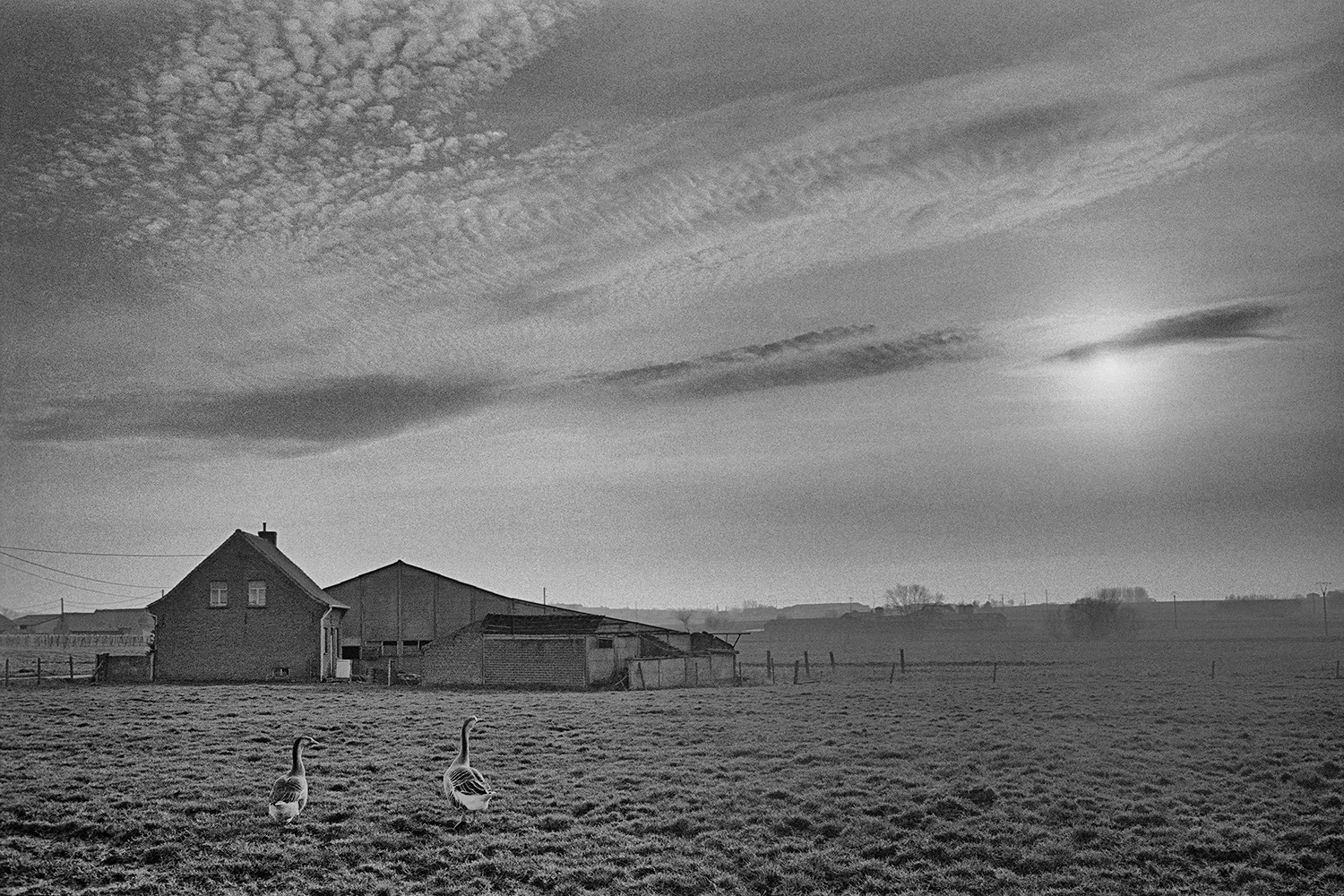 2000 - Watou - Agrarisch landschap in de Dodemanstraat