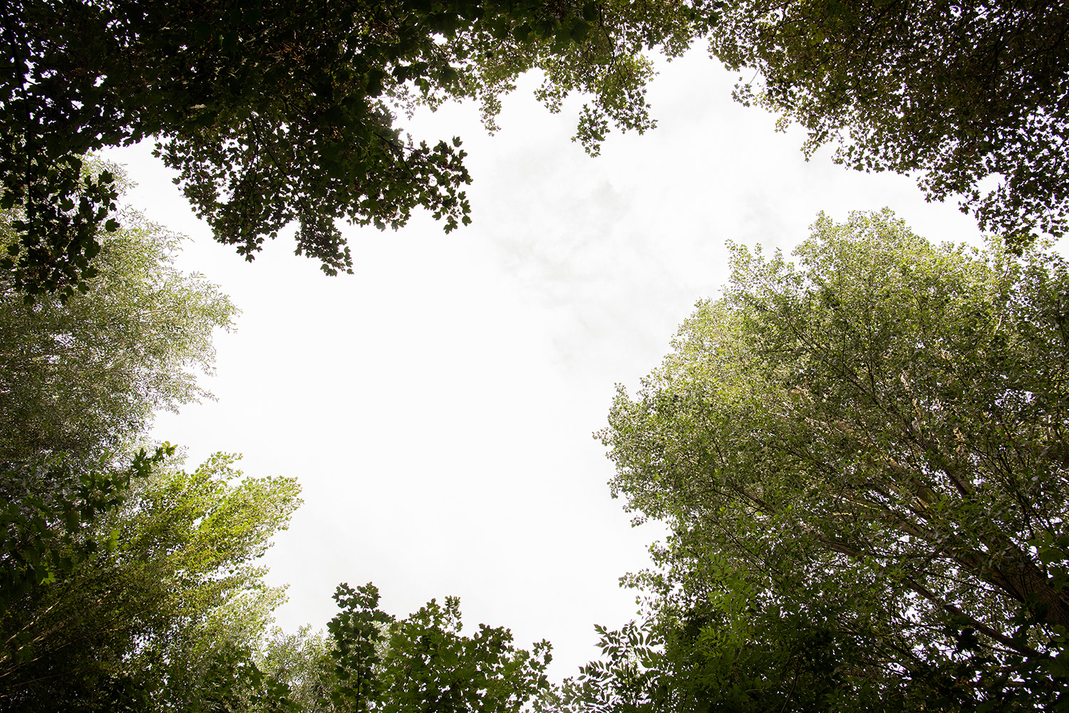 2020 - Dikkebus - Le Monde des Milles Couleurs - Soilmates ism Dries Delanote