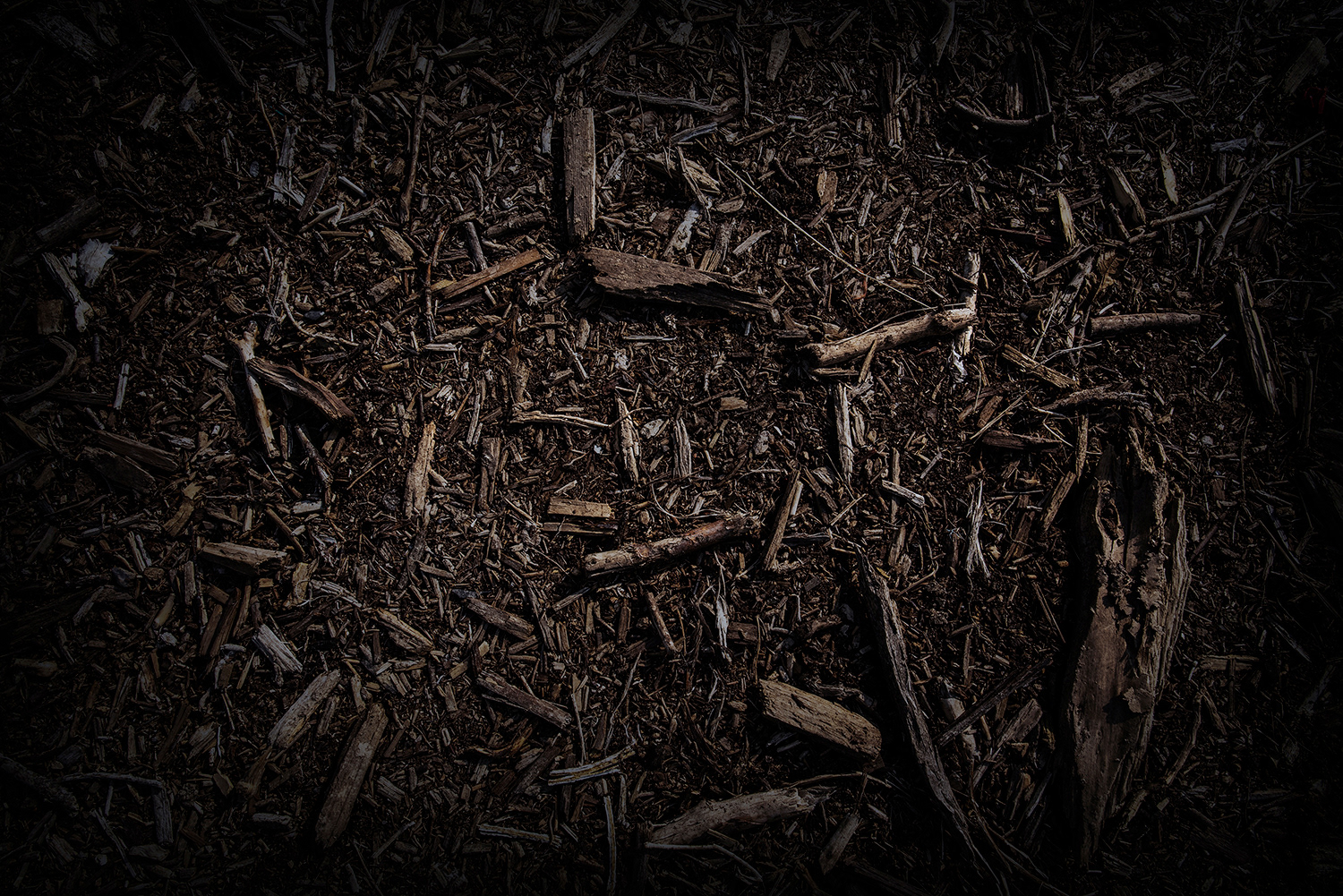 2020 - Dikkebus - Le Monde des Milles Couleurs - Soilmates ism Dries Delanote