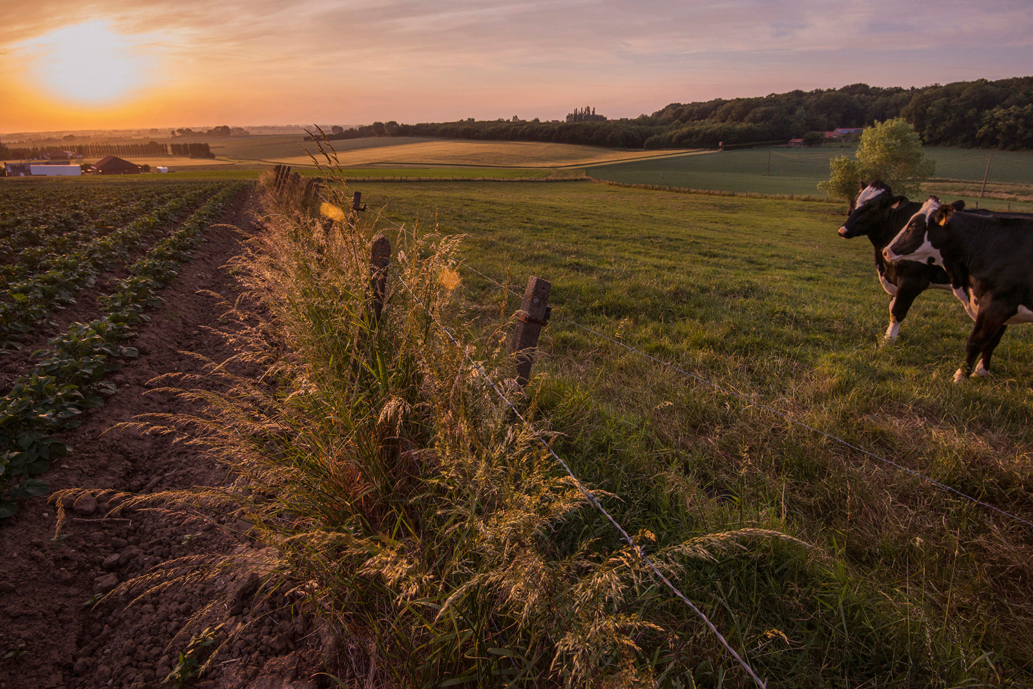 2015 - Abele - Stoppelweg met zicht op het Helleketelbos en Watou