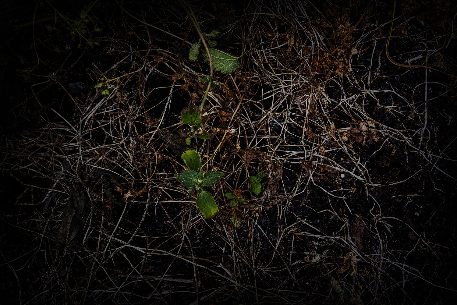 2020 - Dikkebus - Le Monde des Milles Couleurs - Soilmates ism Dries Delanote