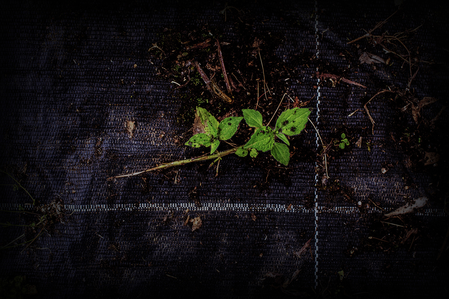 2020 - Dikkebus - Le Monde des Milles Couleurs - Soilmates ism Dries Delanote