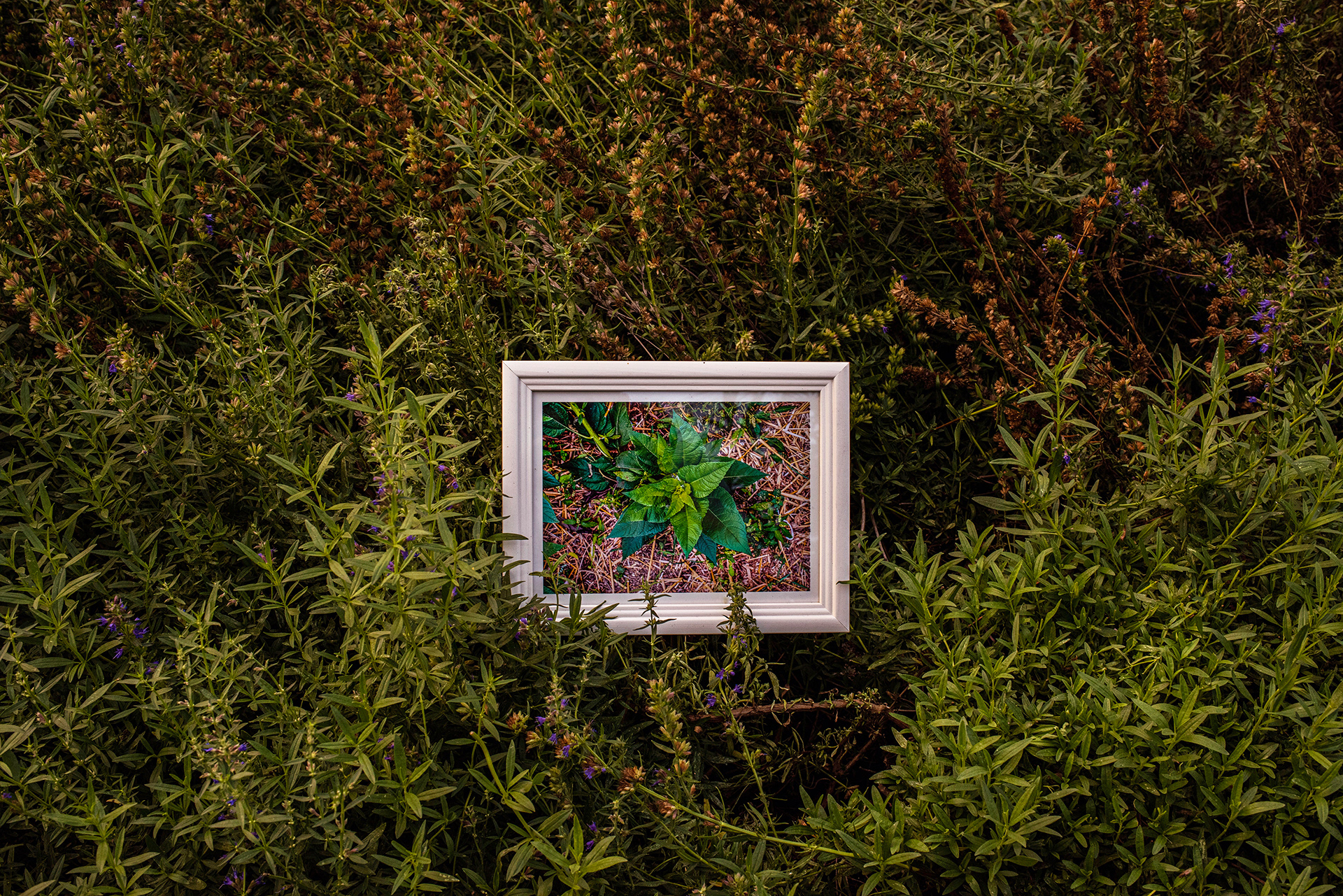 2020 - Dikkebus - Le Monde des Milles Couleurs - Soilmates met Dries Delanote