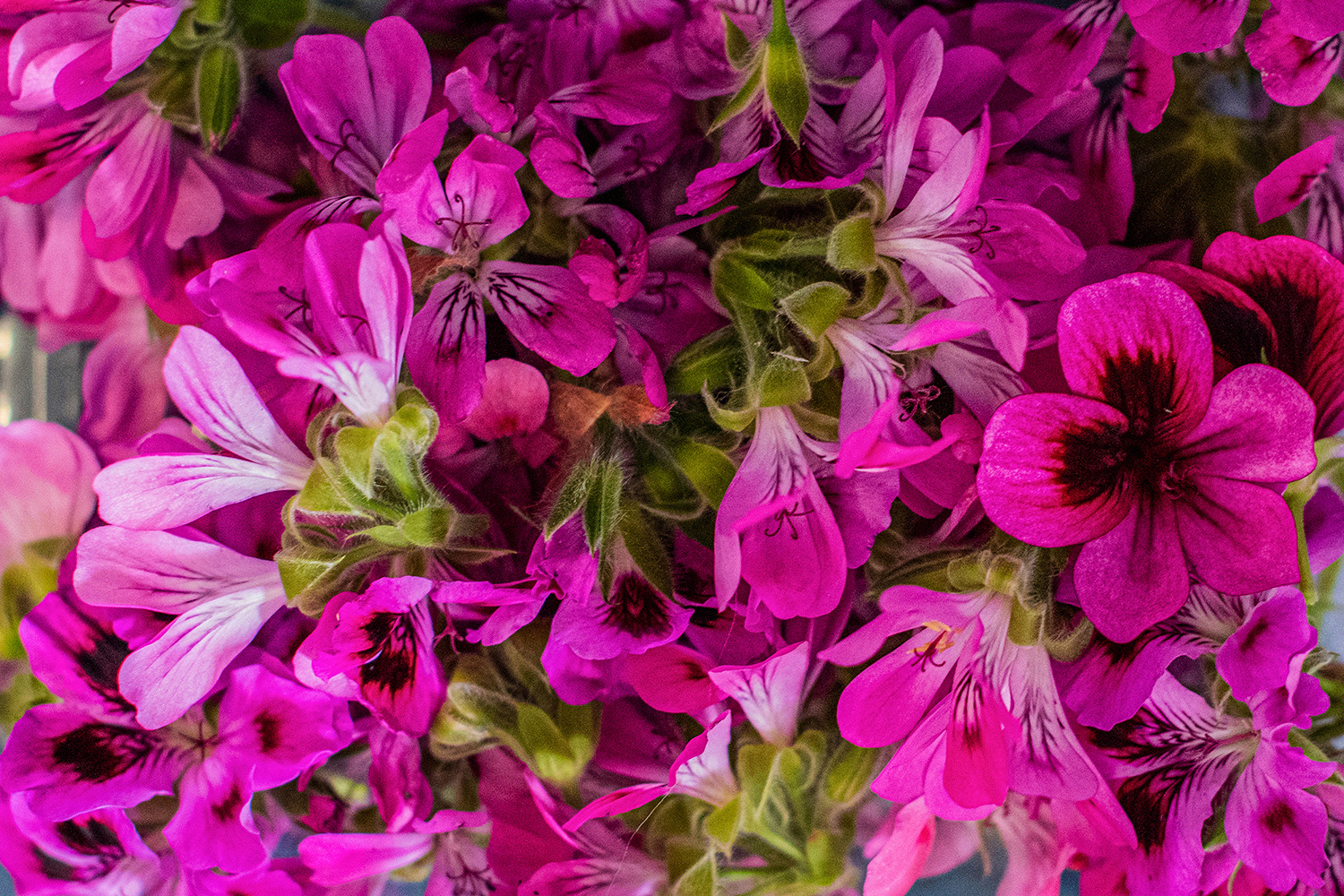 2020 - Dikkebus - Le Monde des Milles Couleurs - Soilmates ism Dries Delanote