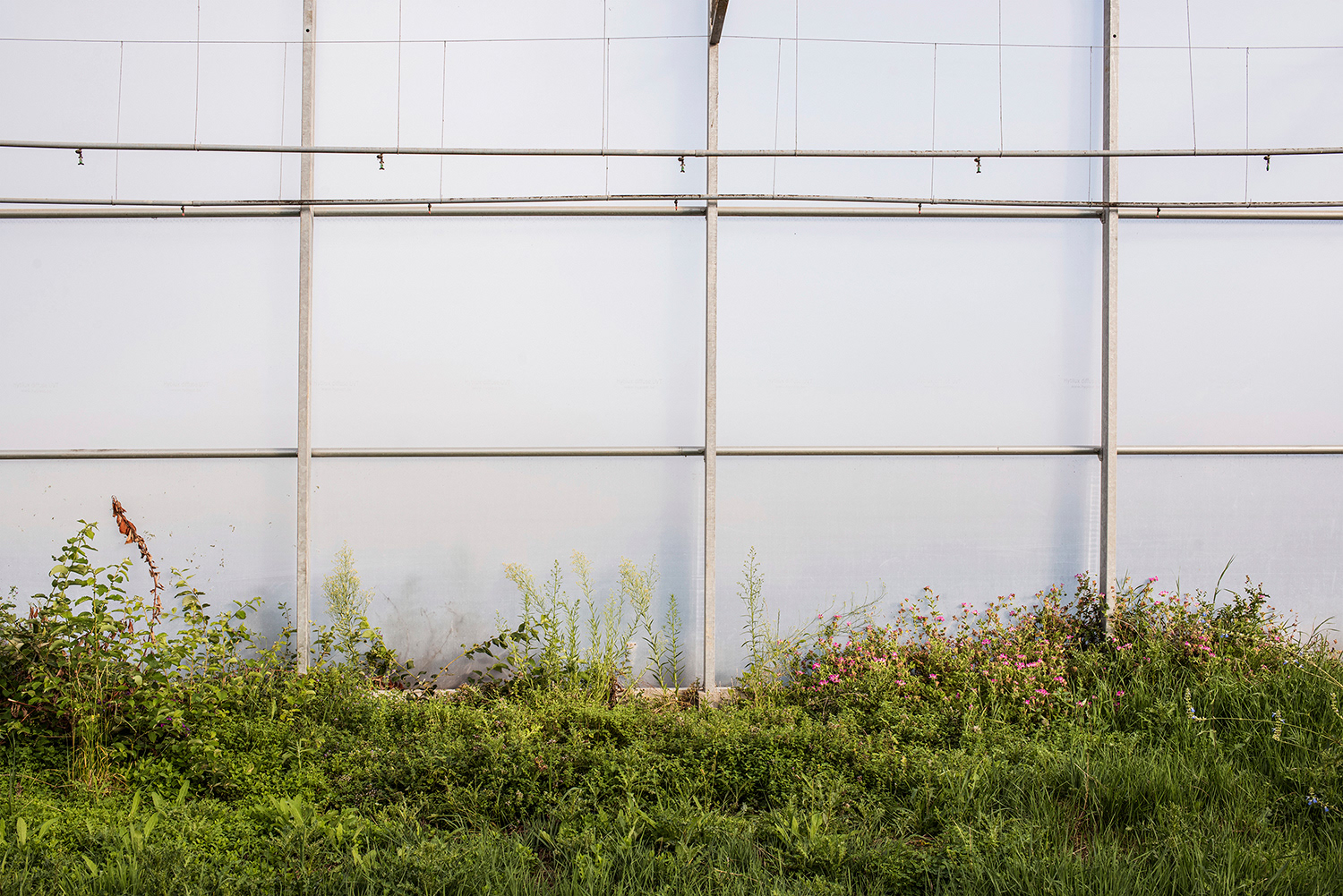 2020 - Dikkebus - Le Monde des Milles Couleurs - Soilmates ism Dries Delanote