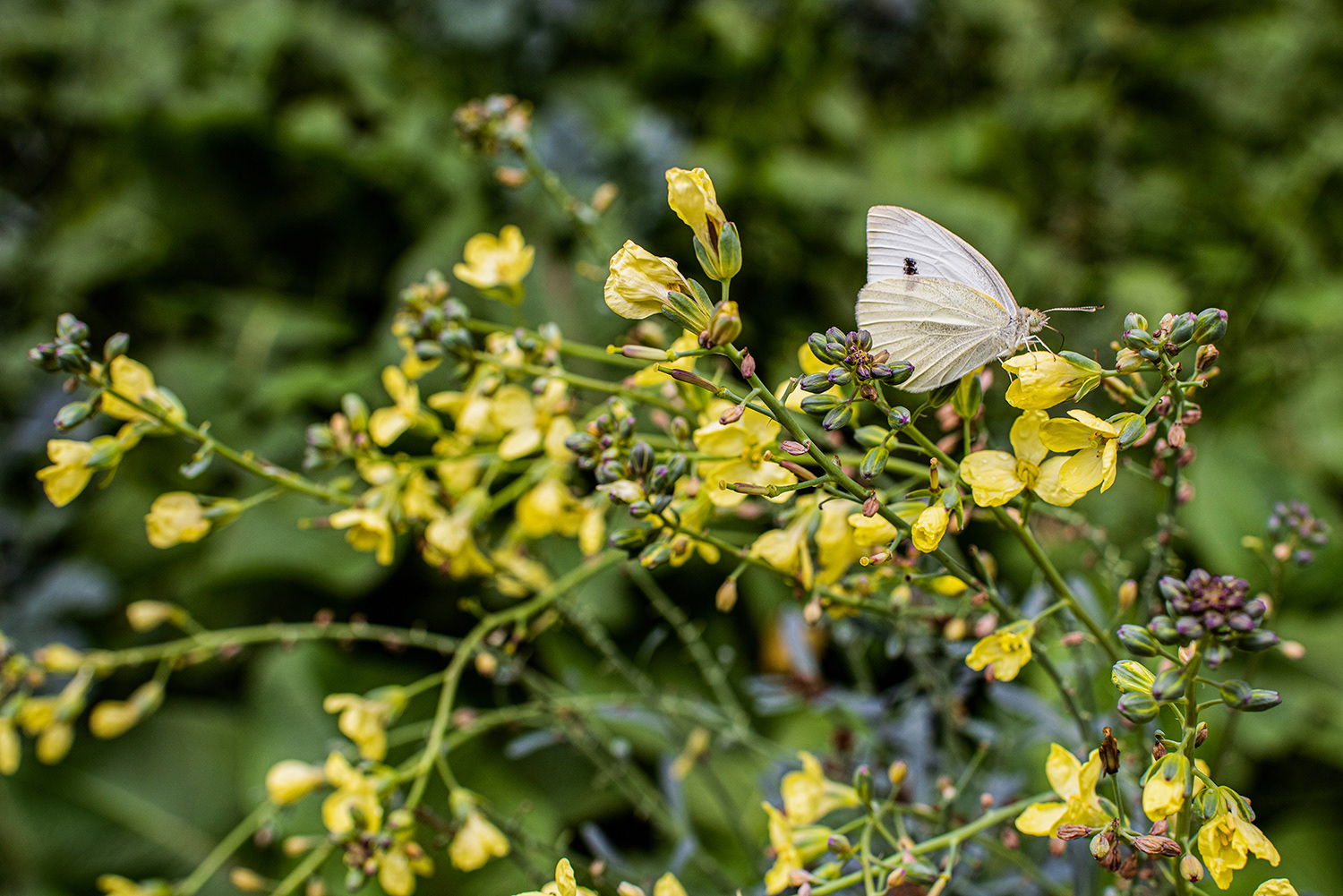 2020 - Dikkebus - Le Monde des Milles Couleurs - Soilmates ism Dries Delanote