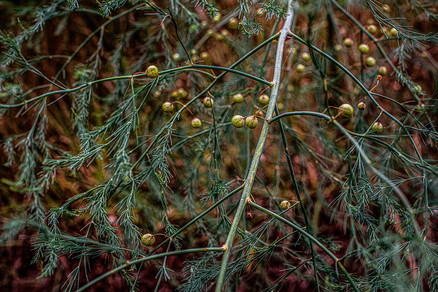 2020 - Dikkebus - Le Monde des Milles Couleurs - Soilmates ism Dries Delanote