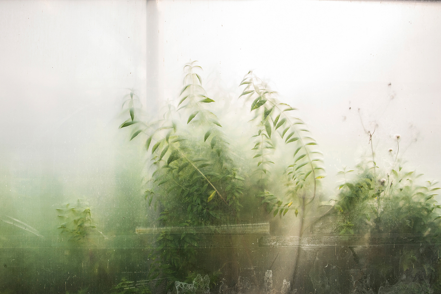 2020 - Dikkebus - Le Monde des Milles Couleurs - Soilmates ism Dries Delanote