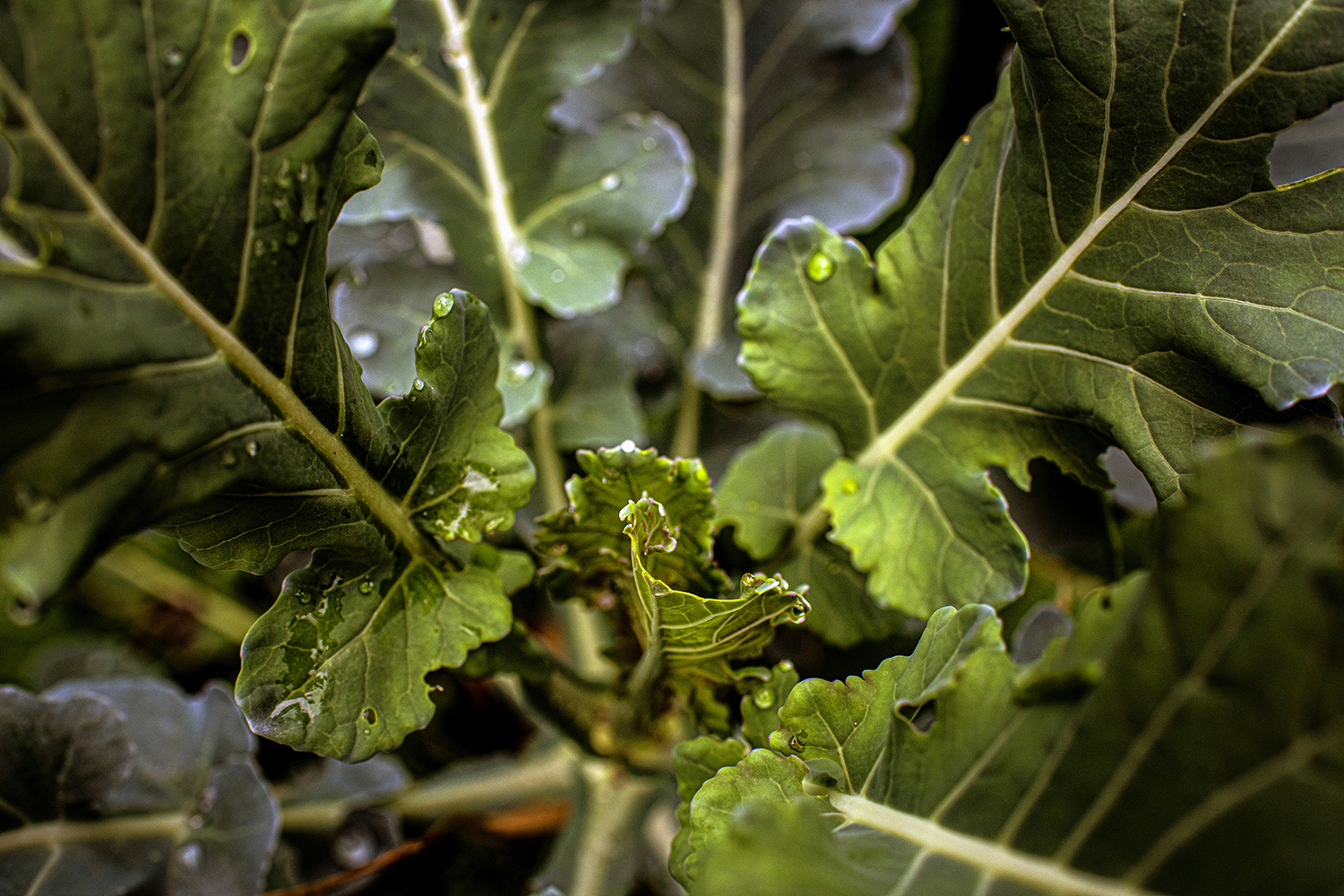 2020 - Dikkebus - Le Monde des Milles Couleurs - Soilmates ism Dries Delanote