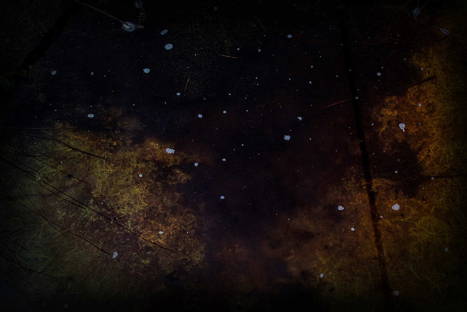 2020 - Dikkebus - Le Monde des Milles Couleurs - Soilmates ism Dries Delanote