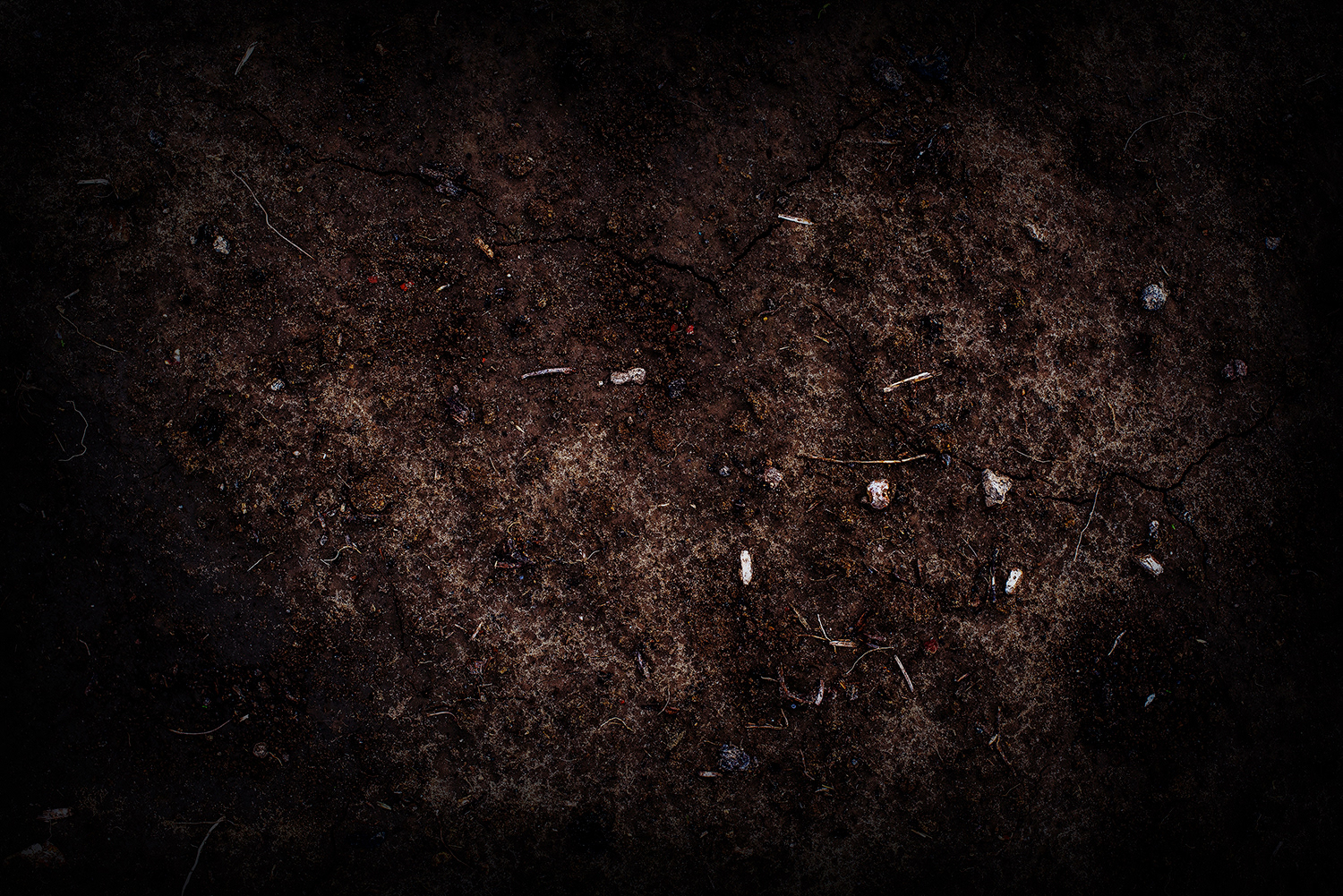 2020 - Dikkebus - Le Monde des Milles Couleurs - Soilmates ism Dries Delanote