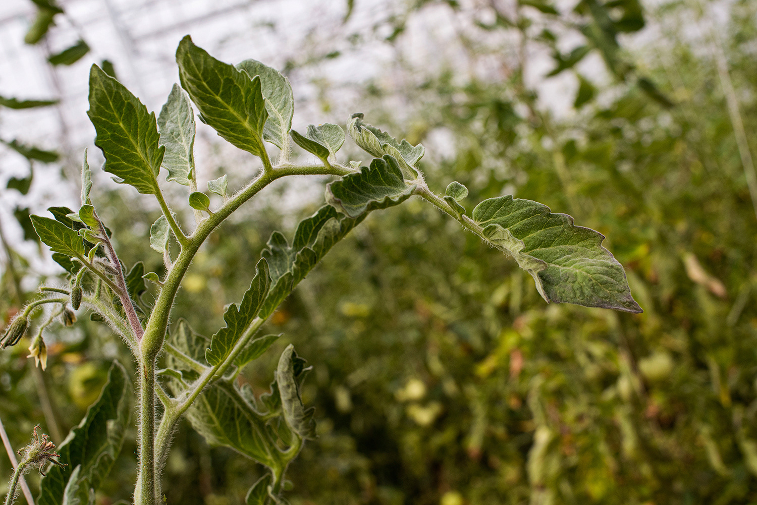 2020 - Dikkebus - Le Monde des Milles Couleurs - Soilmates ism Dries Delanote