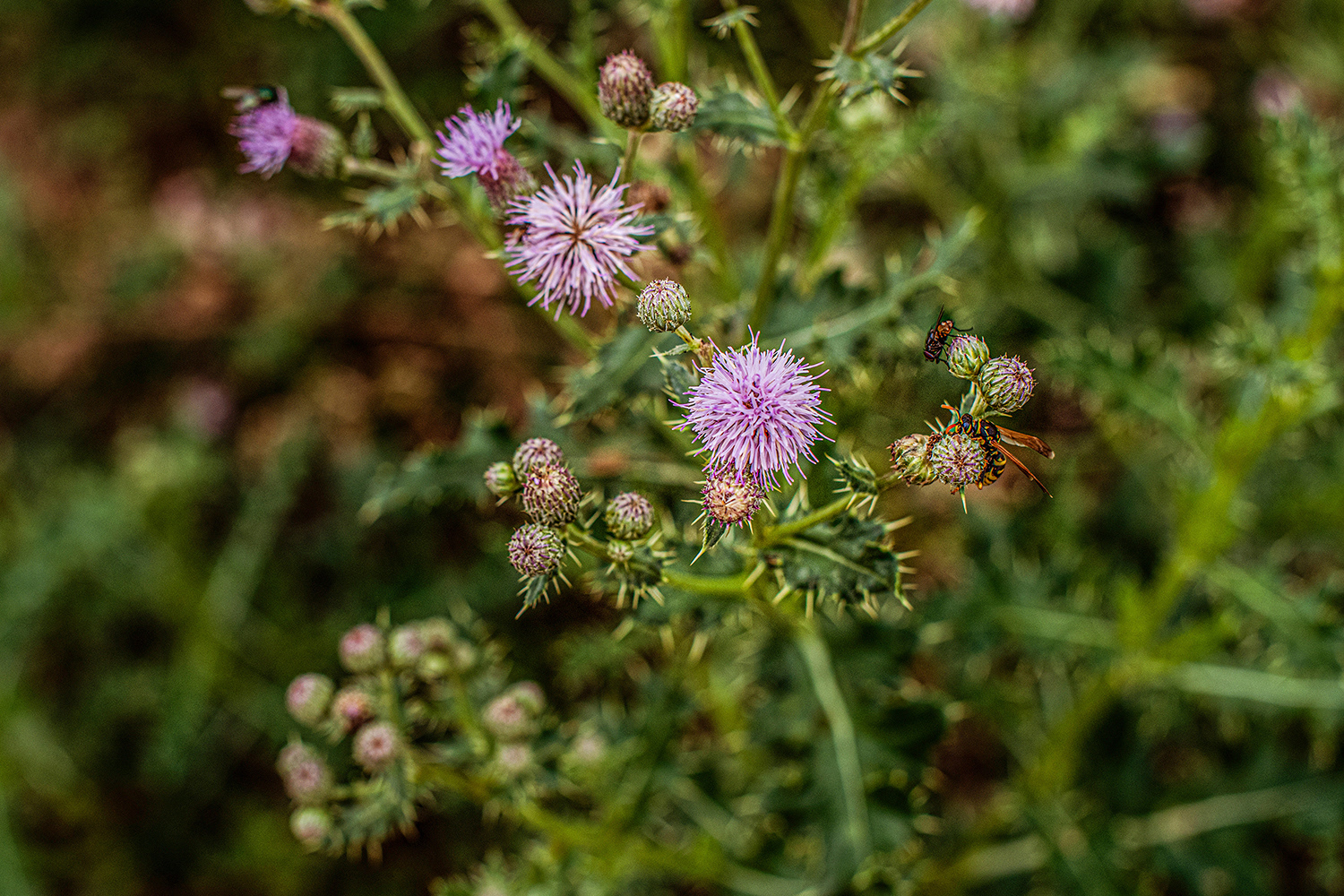 2020 - Dikkebus - Le Monde des Milles Couleurs - Soilmates ism Dries Delanote