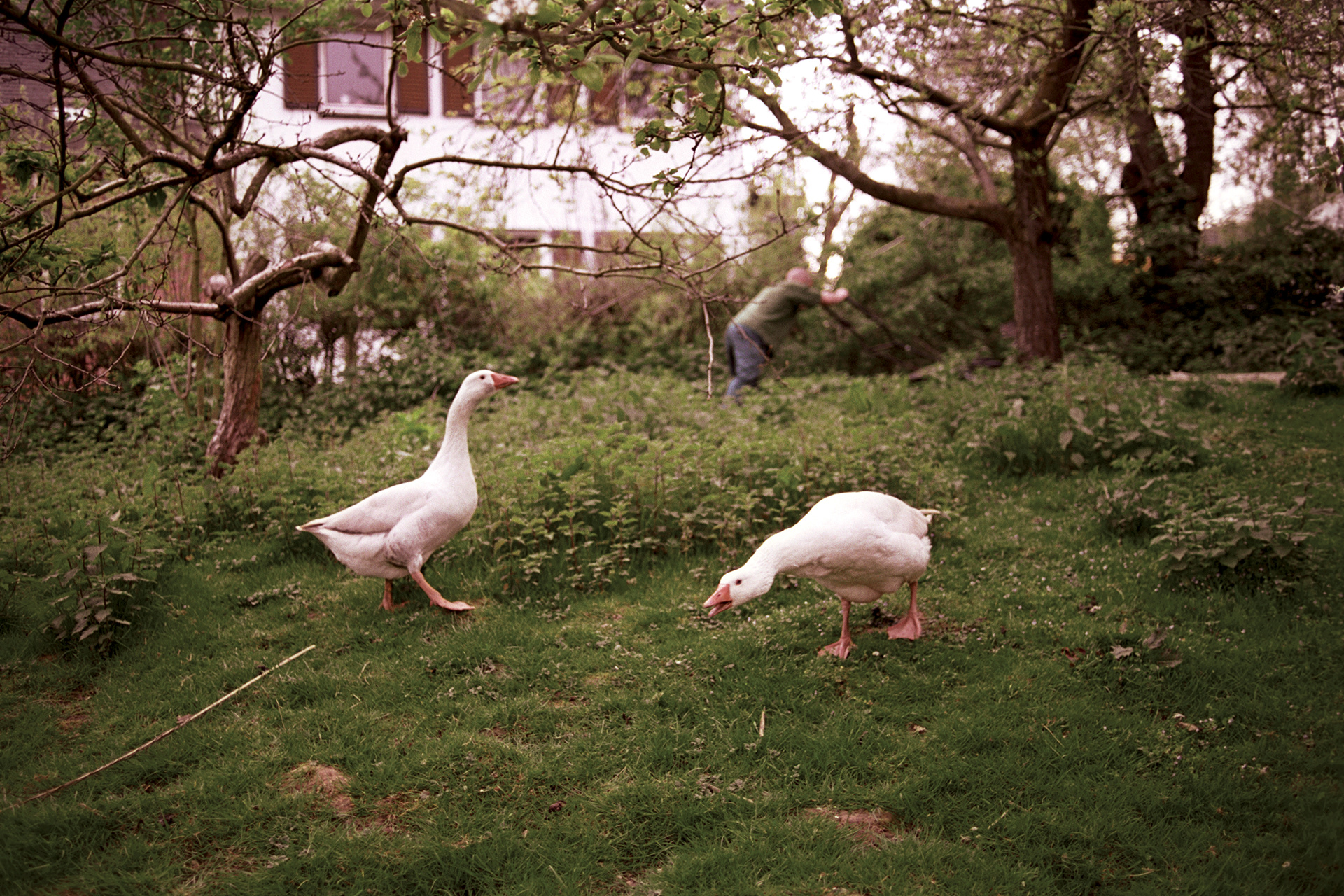 2003 - Dranouter - Lettingstraat - De Hollemeersch