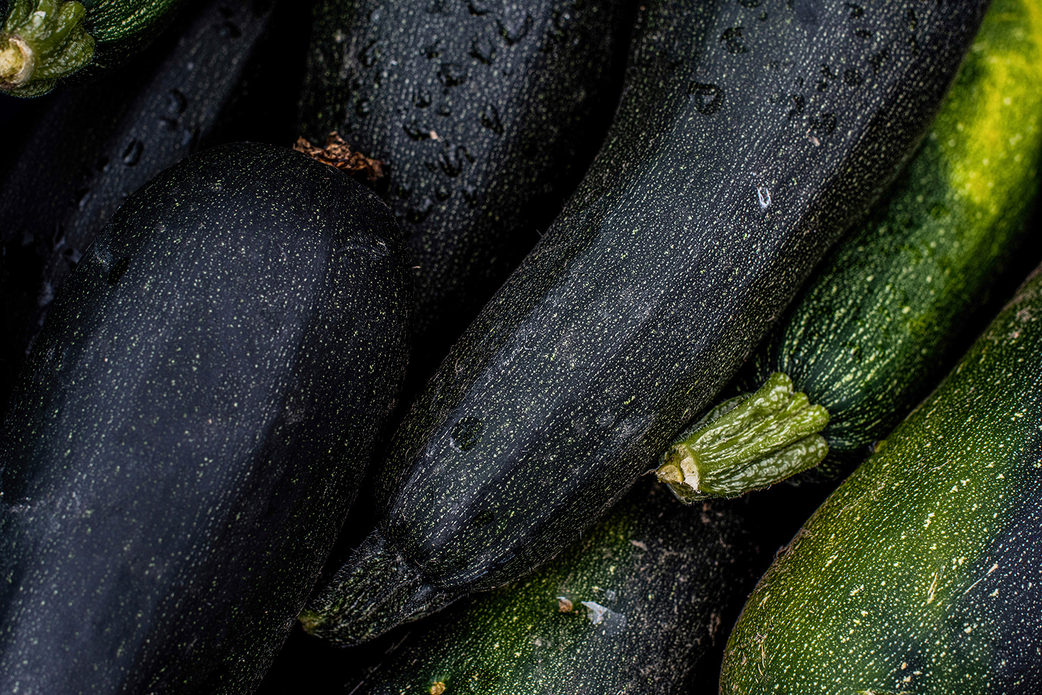 2020 - Dikkebus - Le Monde des Milles Couleurs - Soilmates ism Dries Delanote