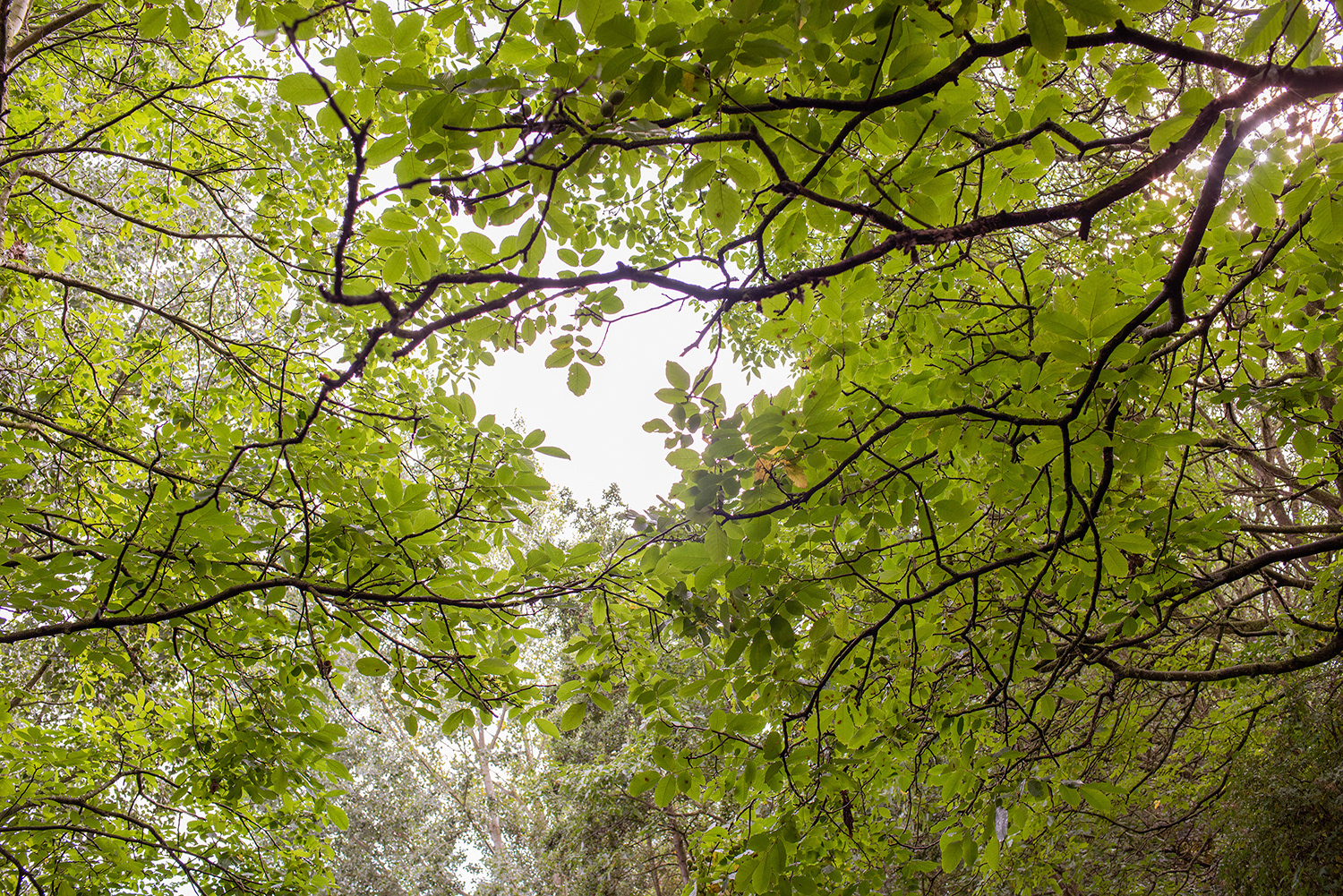 2020 - Dikkebus - Le Monde des Milles Couleurs - Soilmates ism Dries Delanote