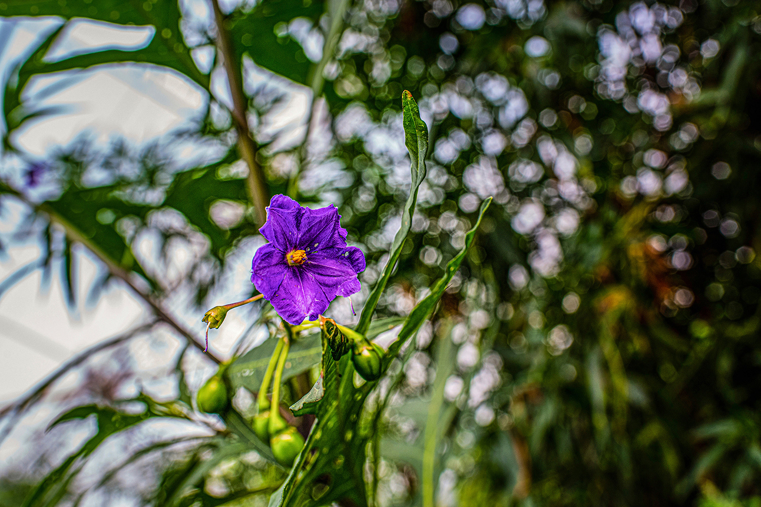 2020 - Dikkebus - Le Monde des Milles Couleurs - Soilmates ism Dries Delanote