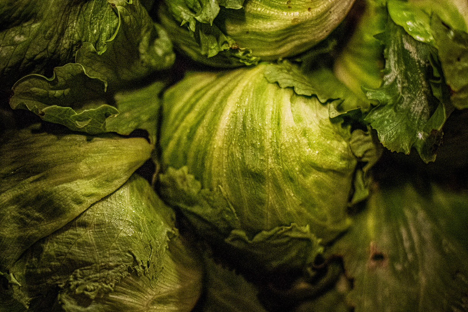 2020 - Dikkebus - Le Monde des Milles Couleurs - Soilmates ism Dries Delanote