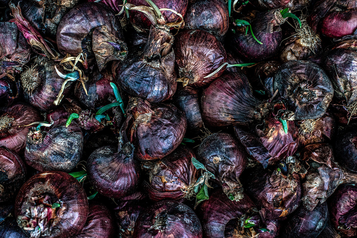 2020 - Dikkebus - Le Monde des Milles Couleurs - Soilmates ism Dries Delanote