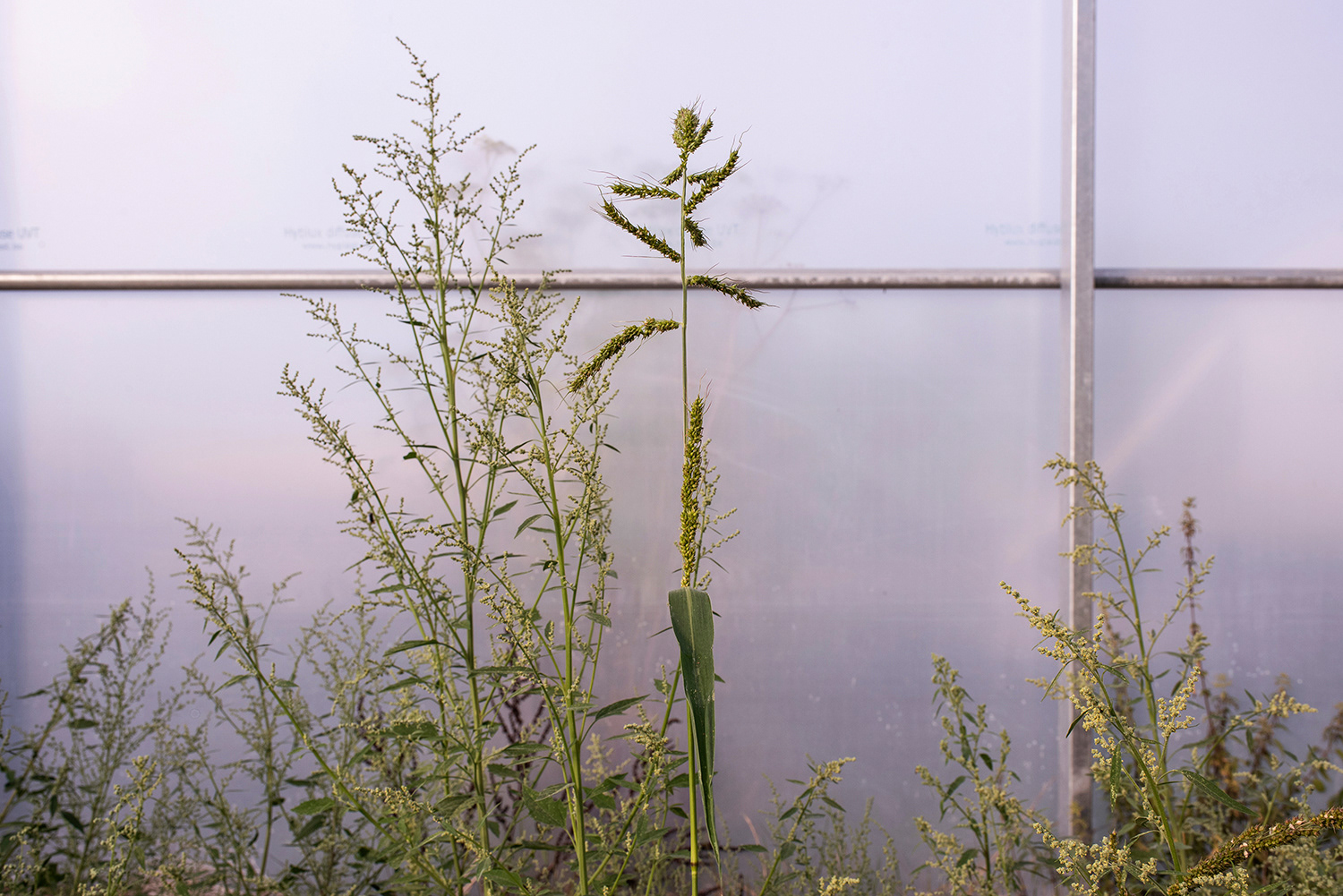 2020 - Dikkebus - Le Monde des Milles Couleurs - Soilmates ism Dries Delanote