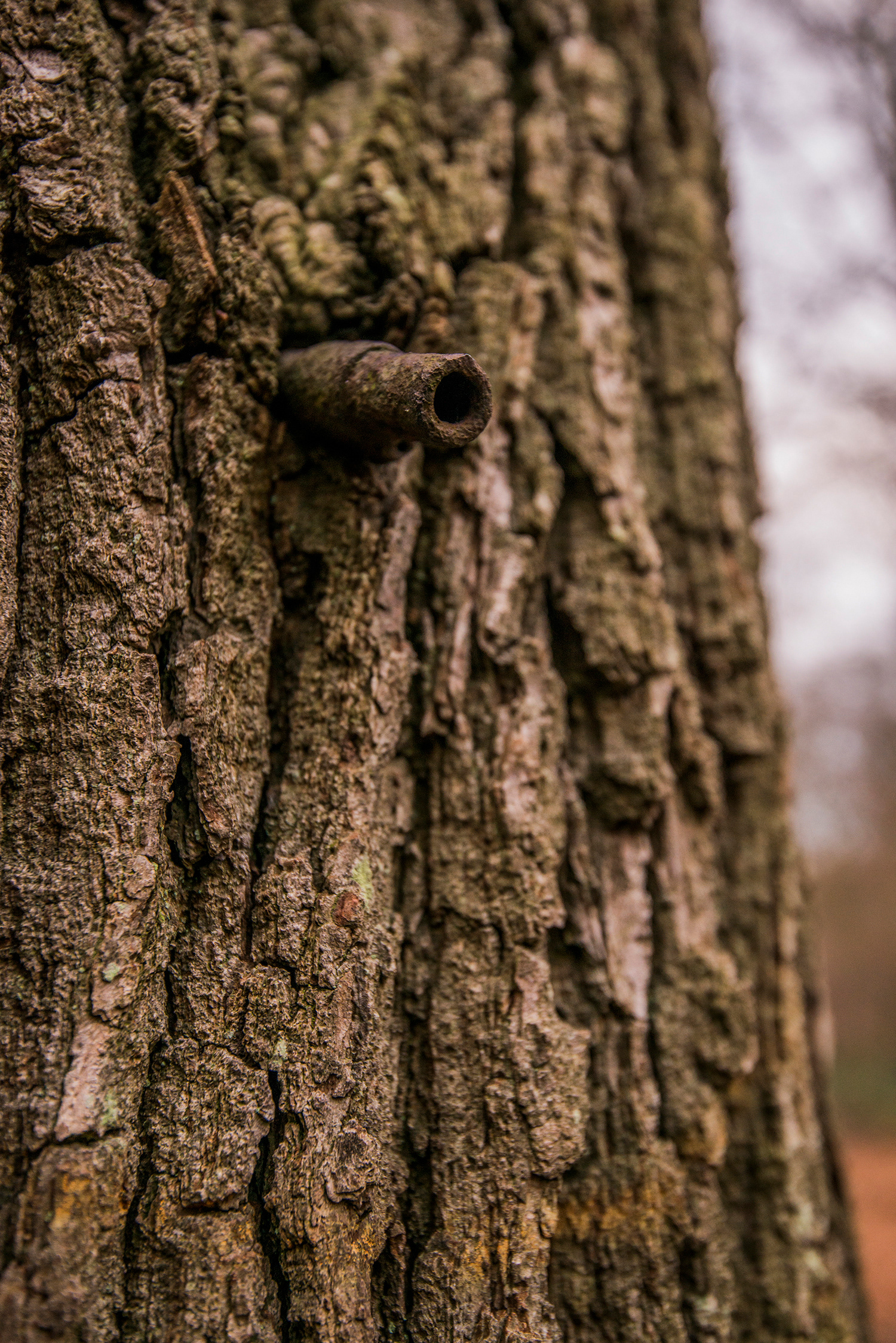 2016 - Abele - Helleketelbos - Geweerloop uit de Eerste Wereldoorlog