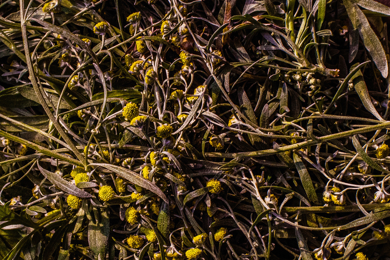 2020 - Dikkebus - Le Monde des Milles Couleurs - Soilmates ism Dries Delanote