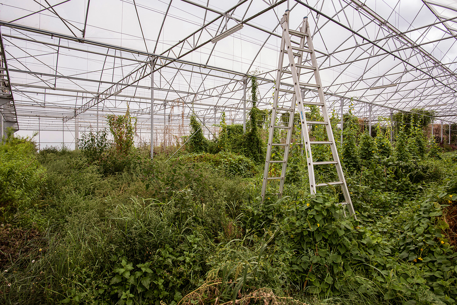 2020 - Dikkebus - Le Monde des Milles Couleurs - Soilmates ism Dries Delanote