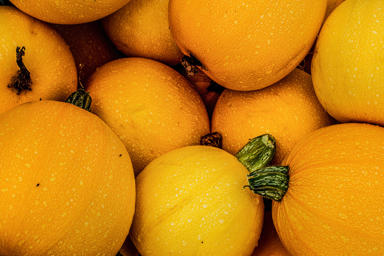 2020 - Dikkebus - Le Monde des Milles Couleurs - Soilmates ism Dries Delanote