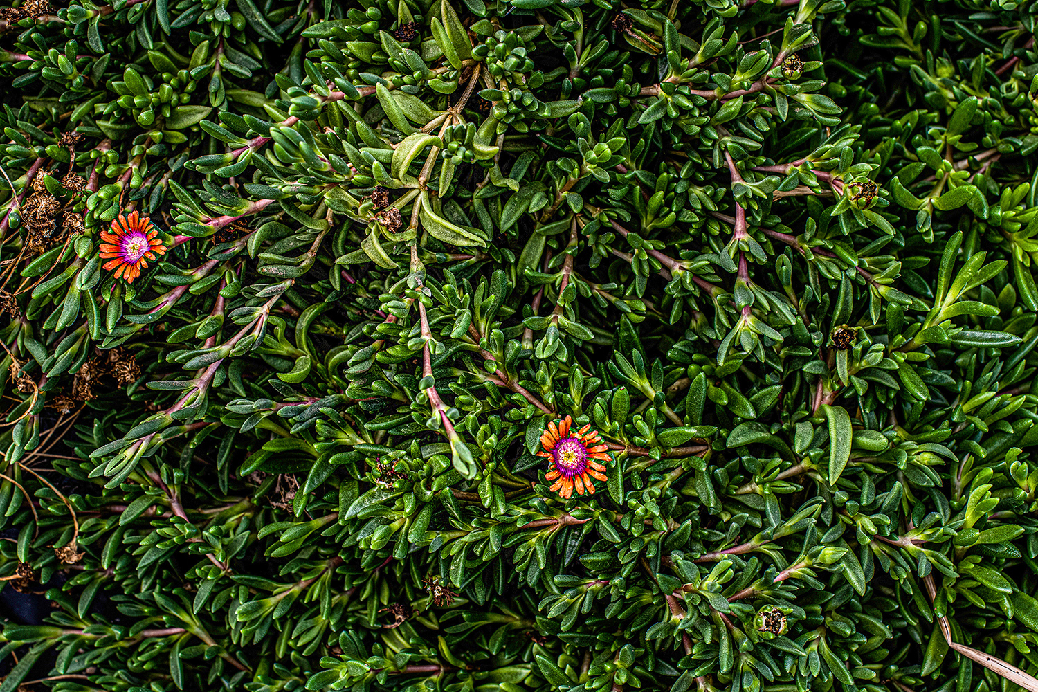 2020 - Dikkebus - Le Monde des Milles Couleurs - Soilmates ism Dries Delanote