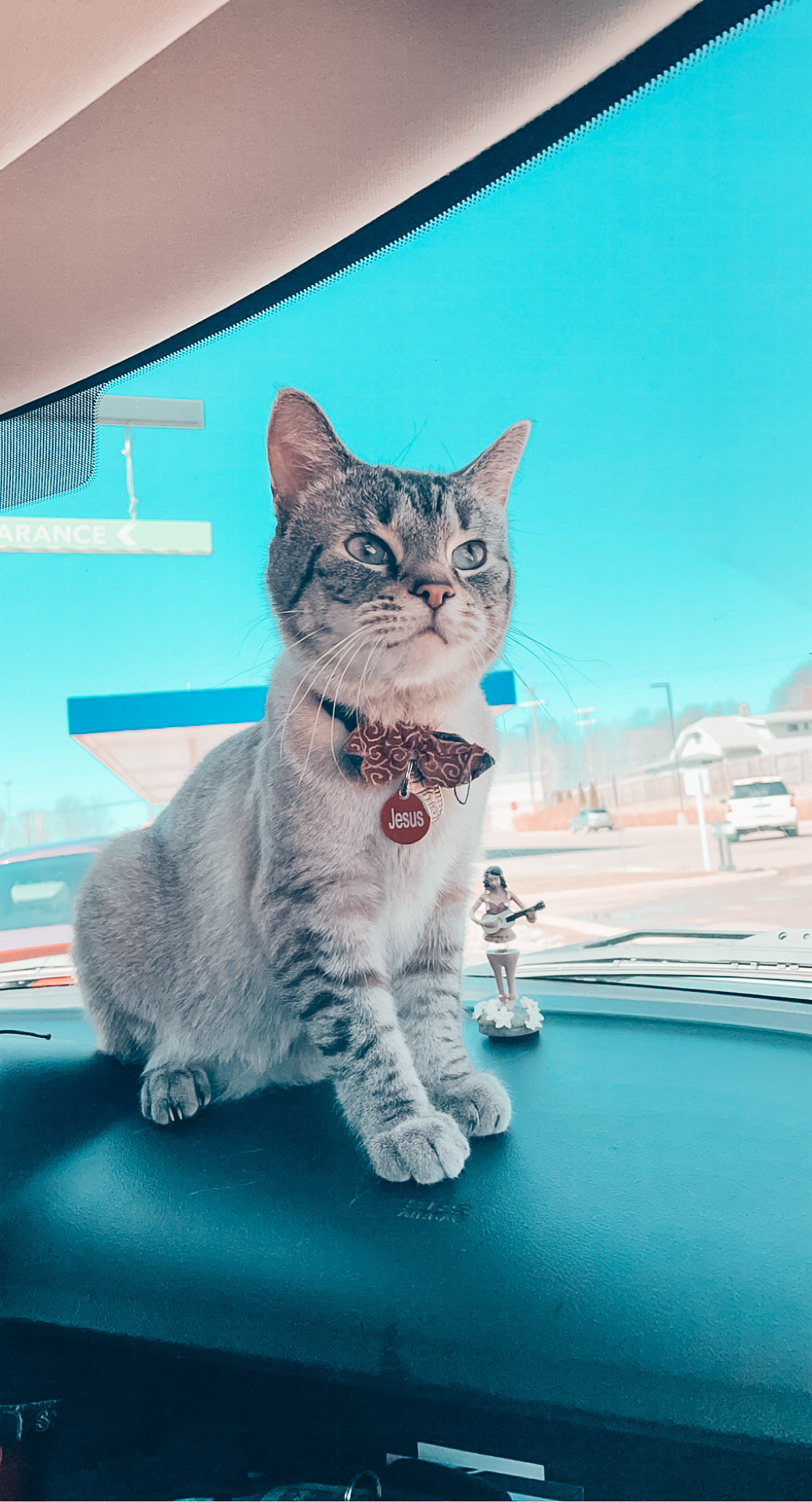 Our handsome boy, Jesus!