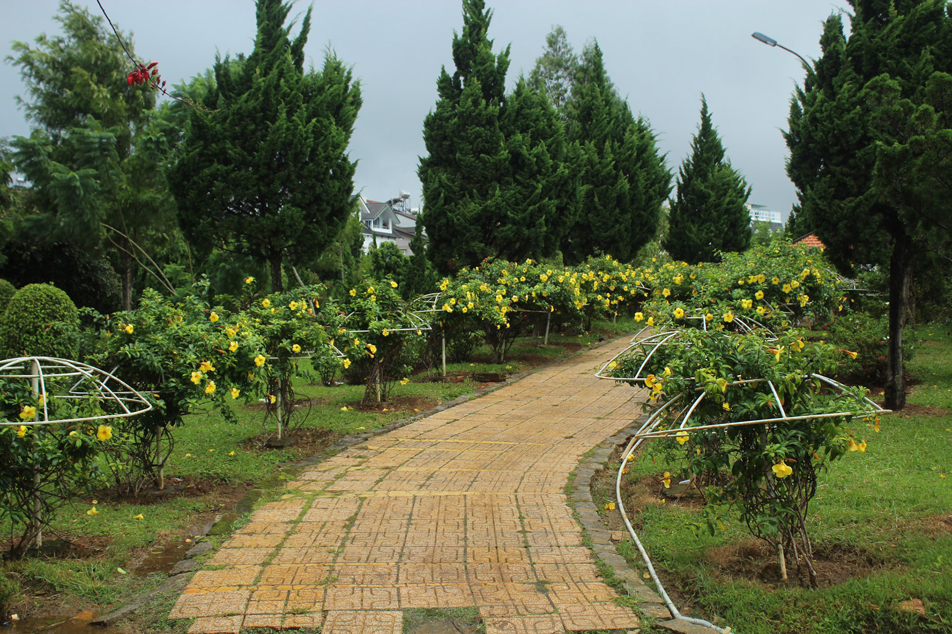 Flower Trail