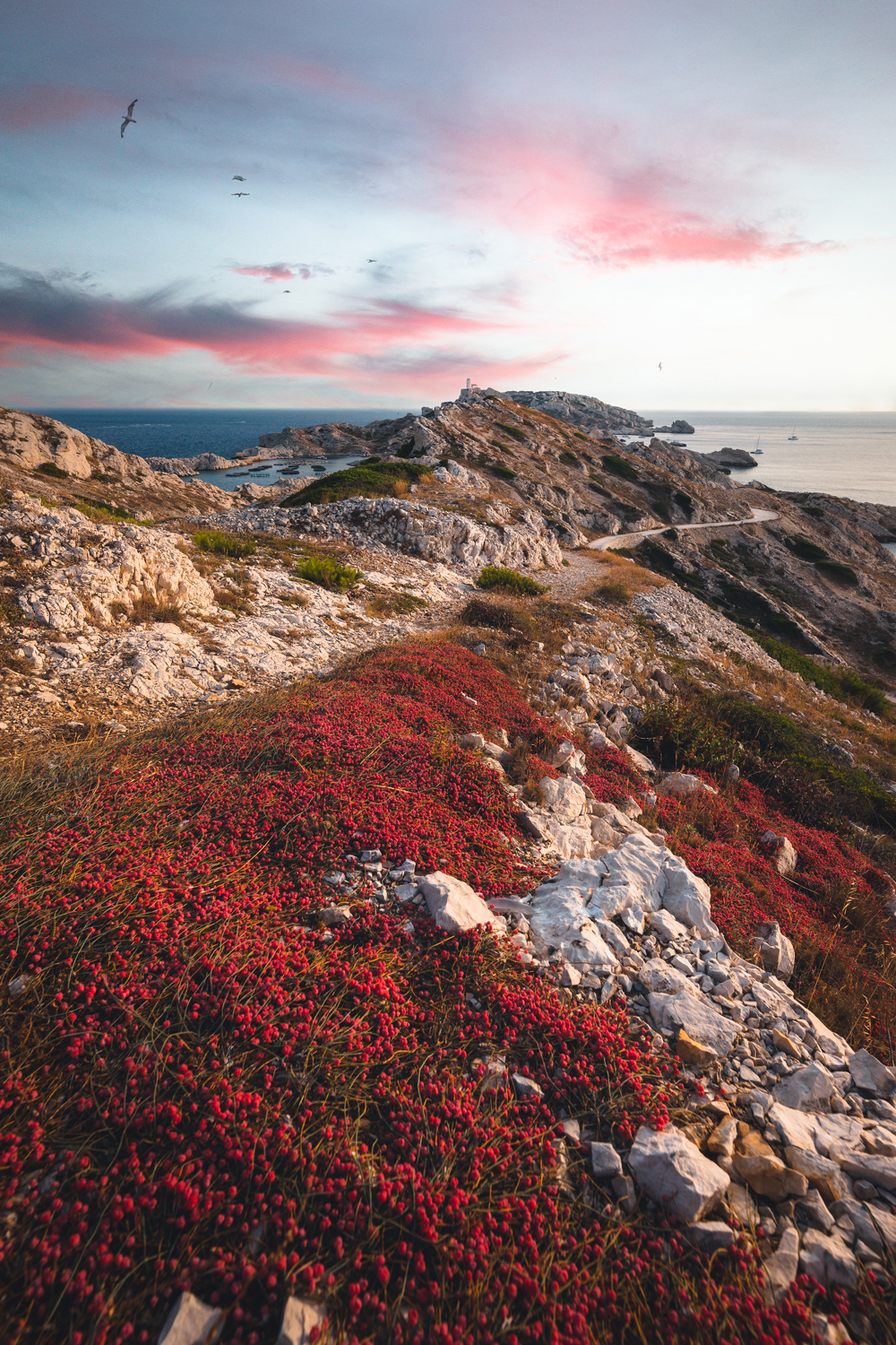 Île Pomègues - Frioul