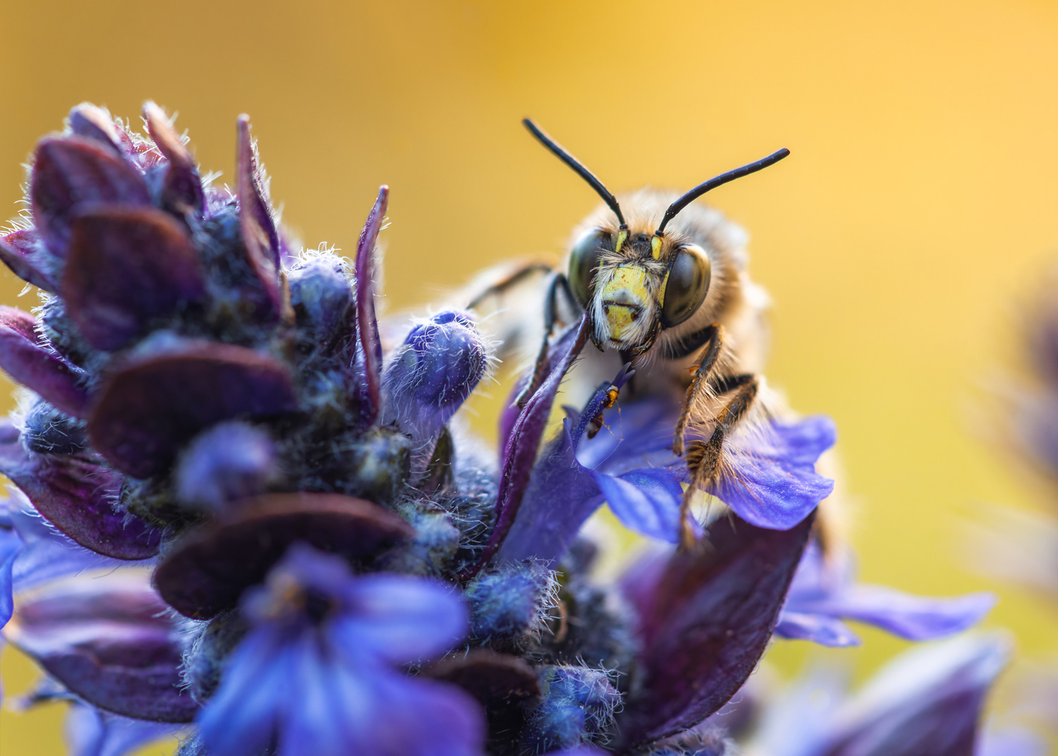 Antophora plumipes