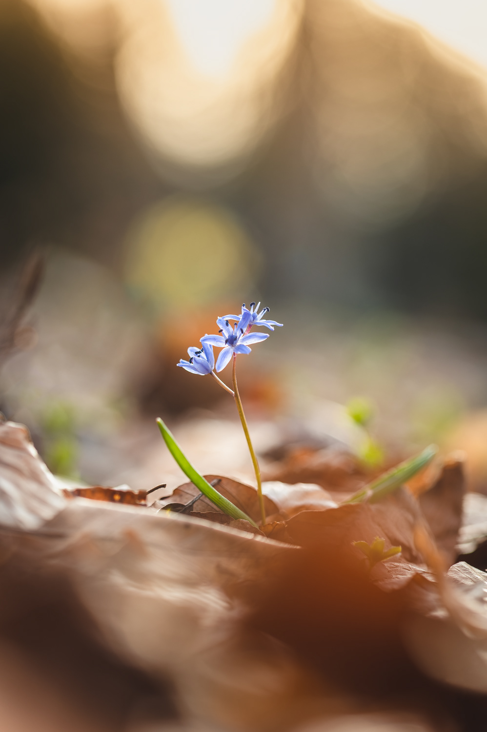 Scille à deux feuilles