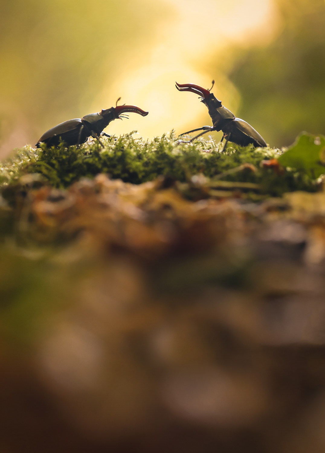 Joute de Lucanes Cerf-volant