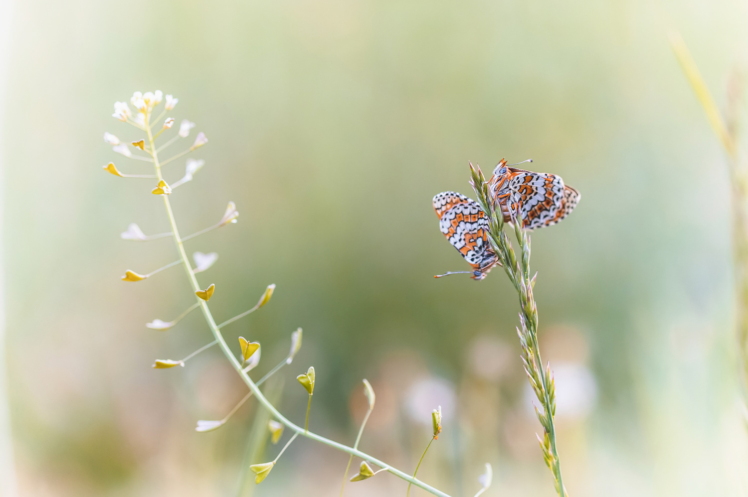 Mélitées du Plantain