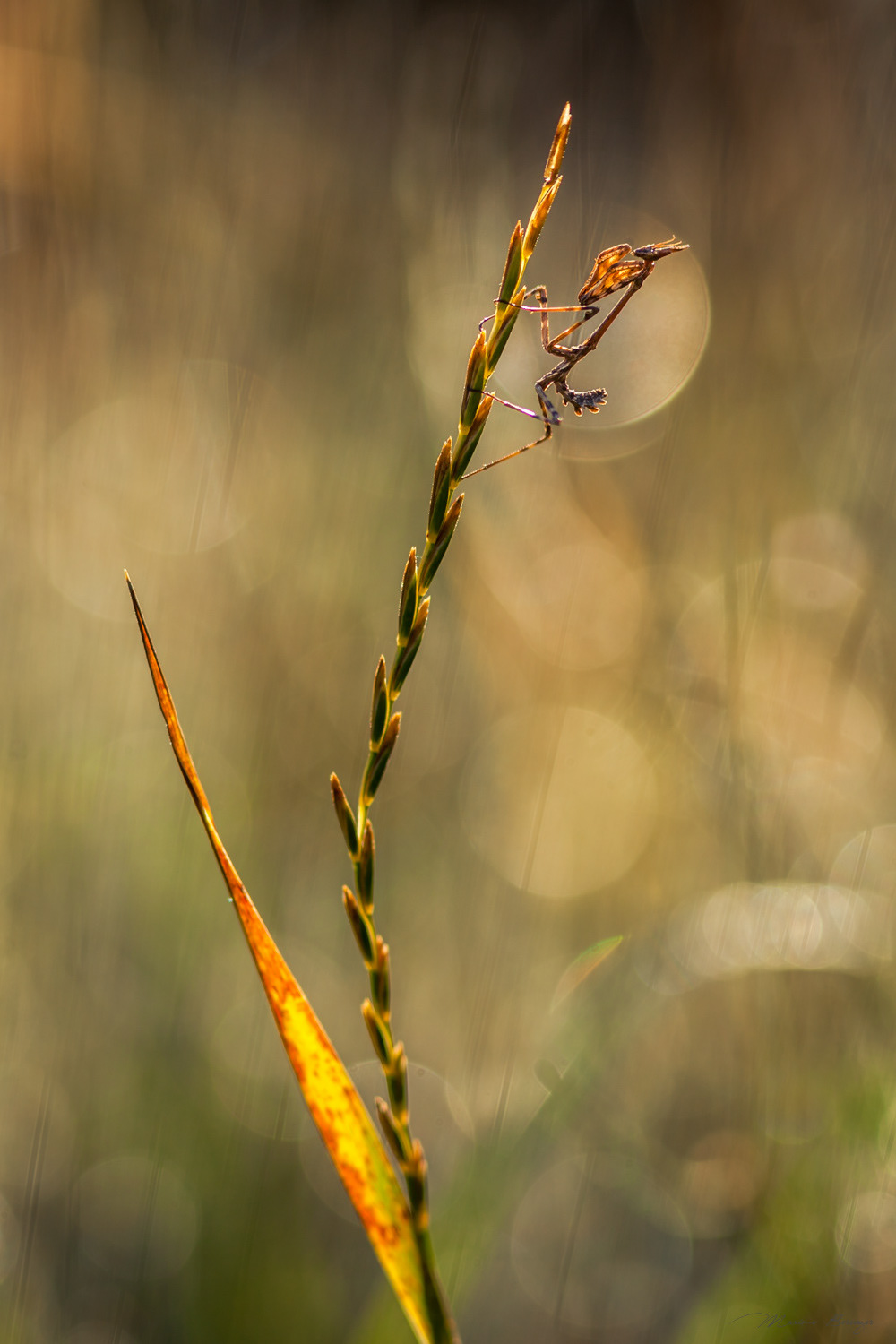 Empusa pennata