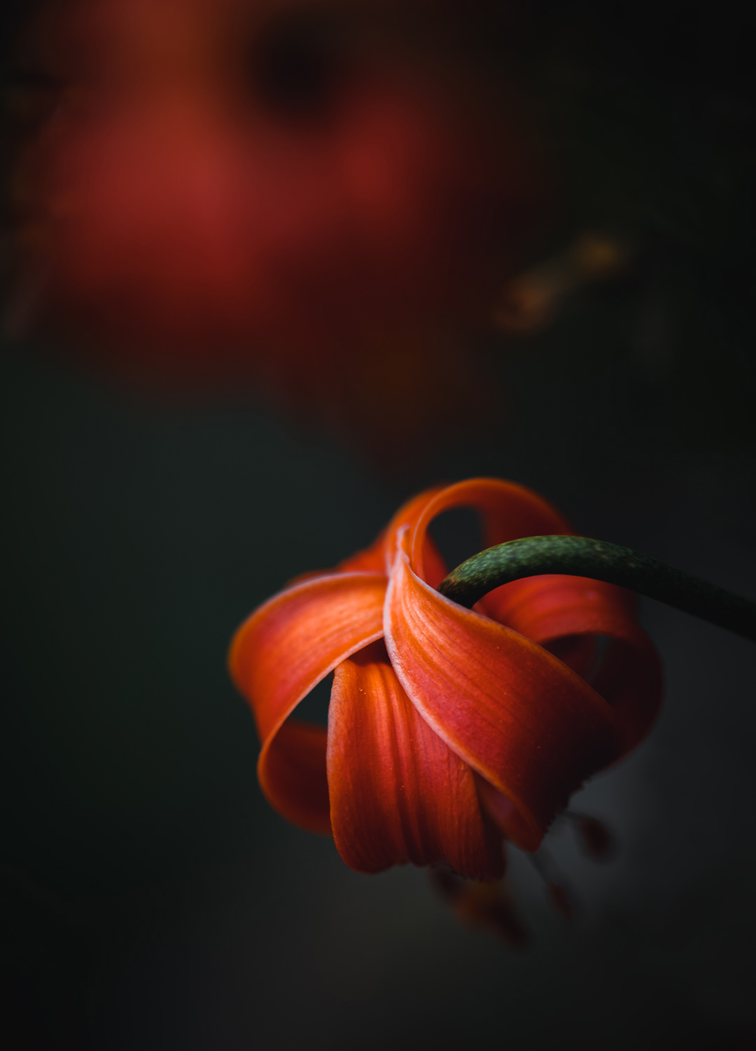 Lis turban - Lilium pomponium