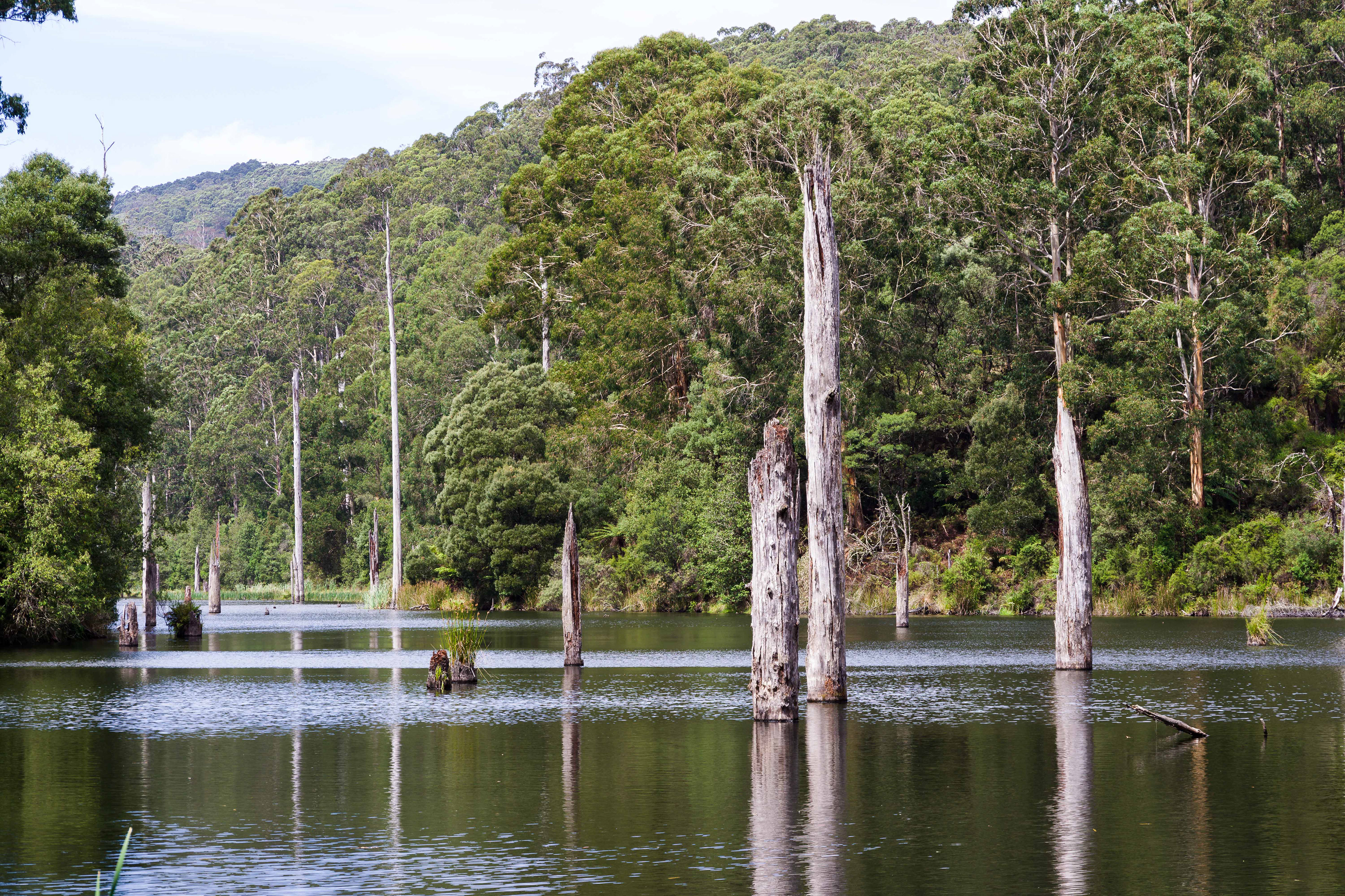 Lake Elizabeth, Great Otway National Park, Victoria, Australia