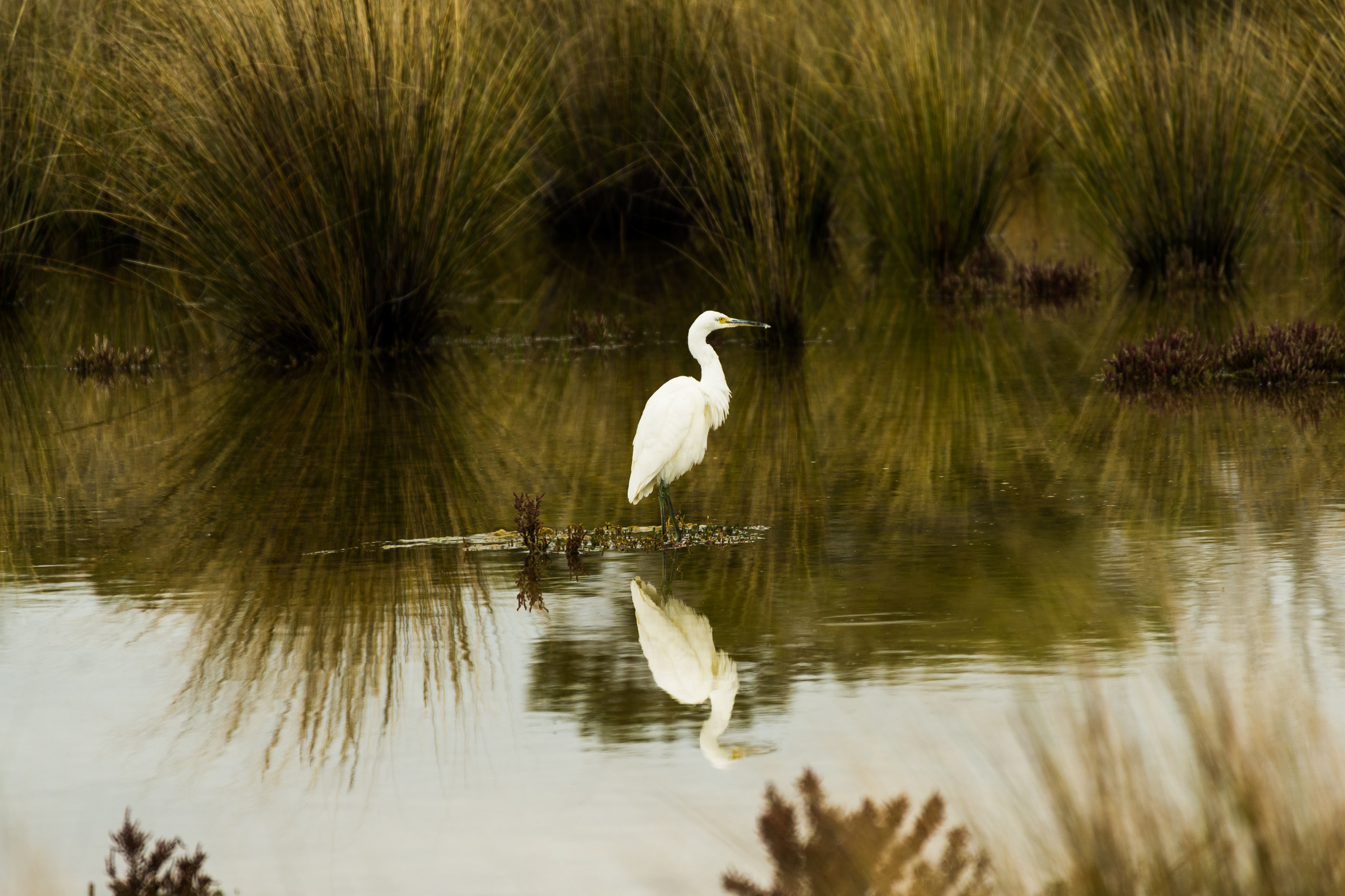 Eastern Great Egret, Lake Victoria, Point Lonsdale, Victoria, Australia
