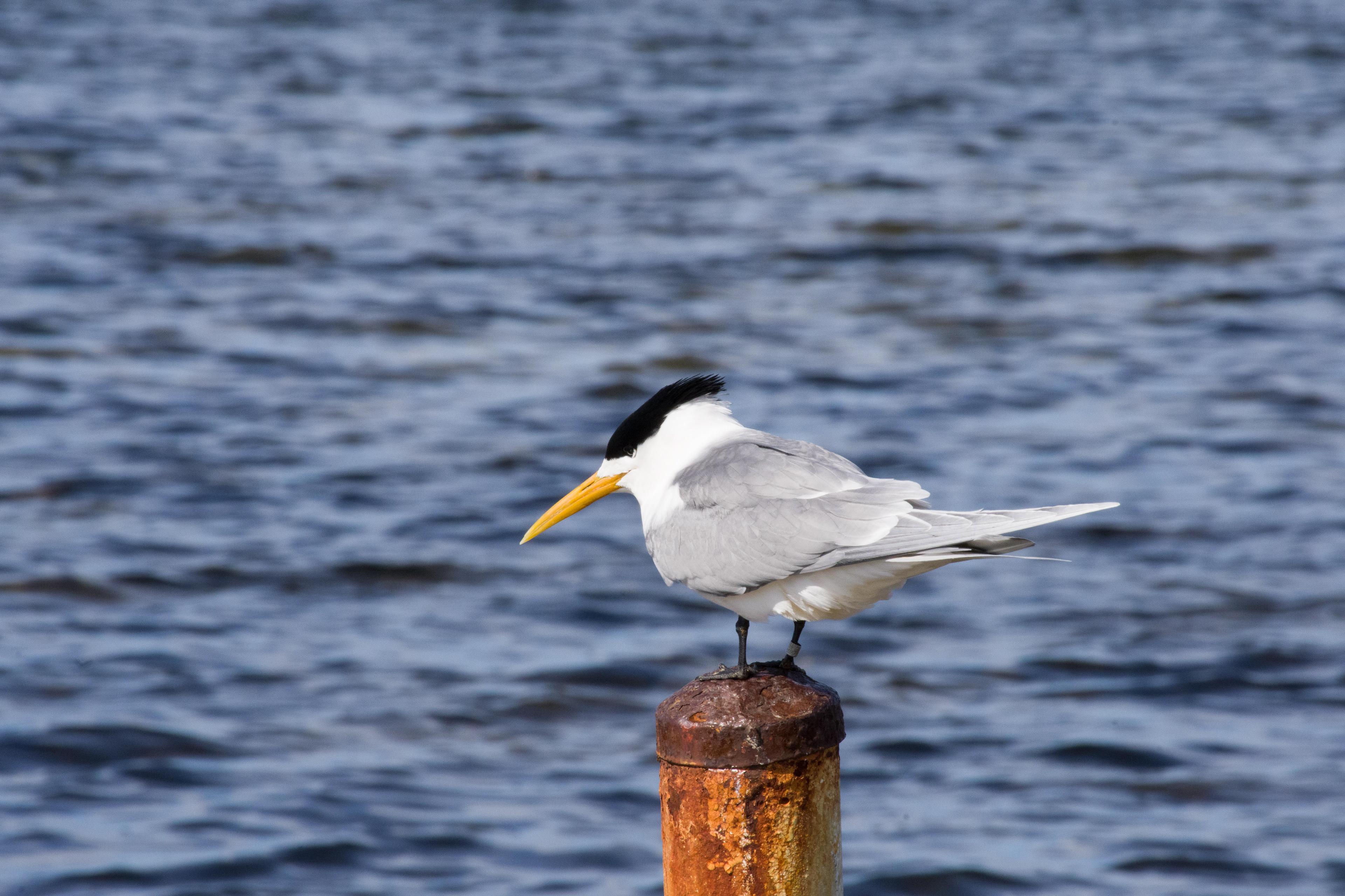 Tern, Clifton Springs, Victoria, Australia