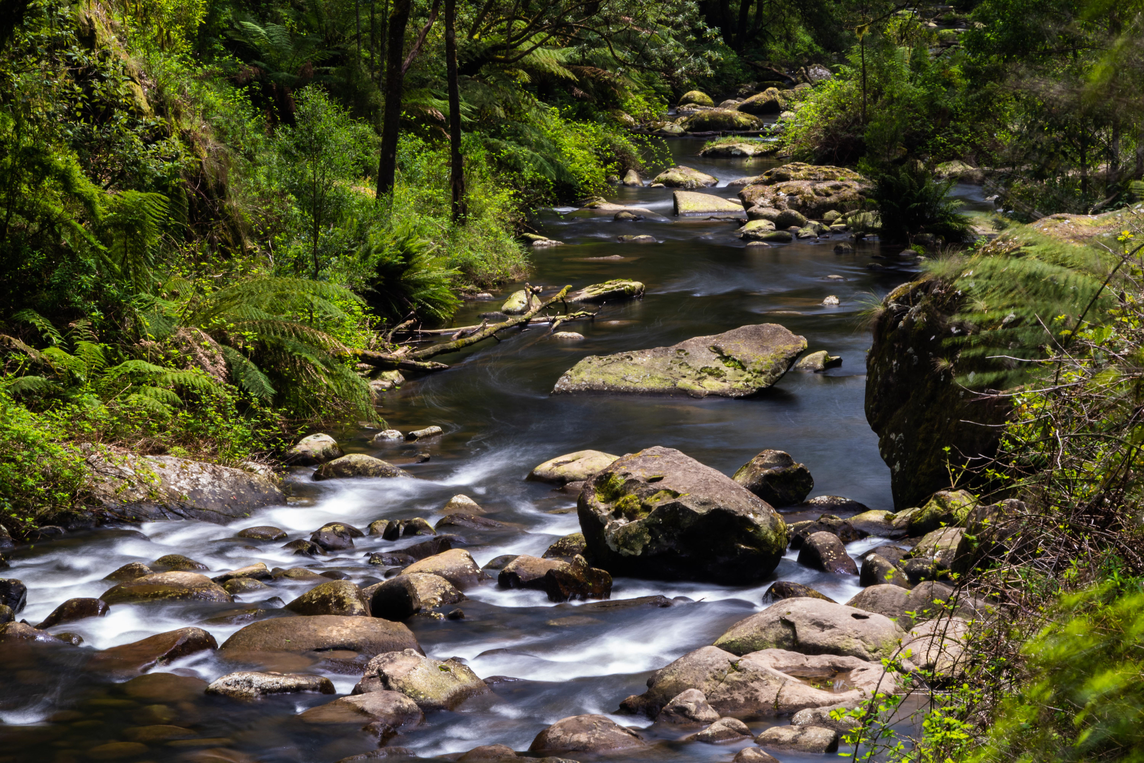 Gellibrand River, Great Otway National Park, Victoria, Australia