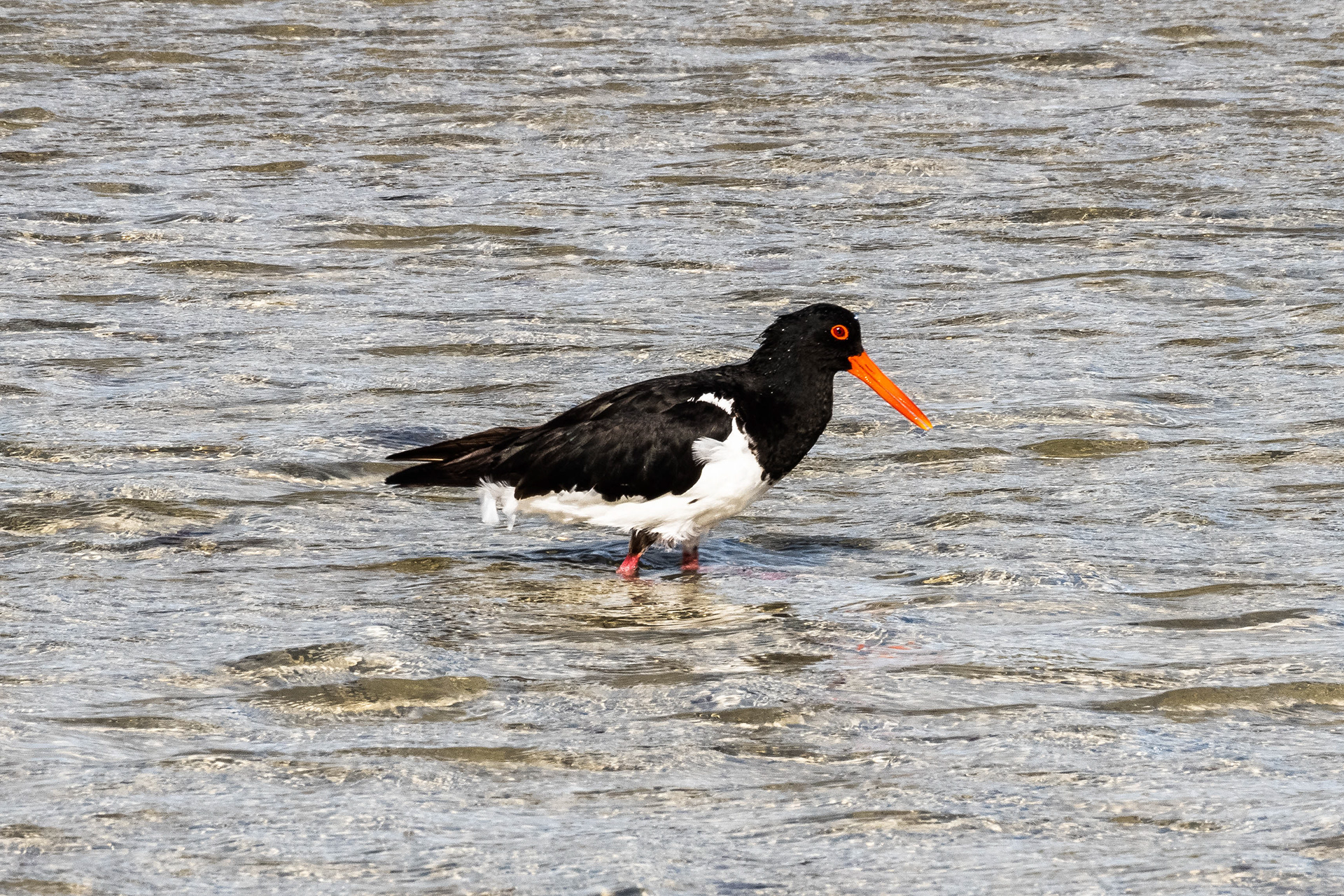 Pied Oystercatcher, Griffiths Island, Port Fairy, Victoria, Australia