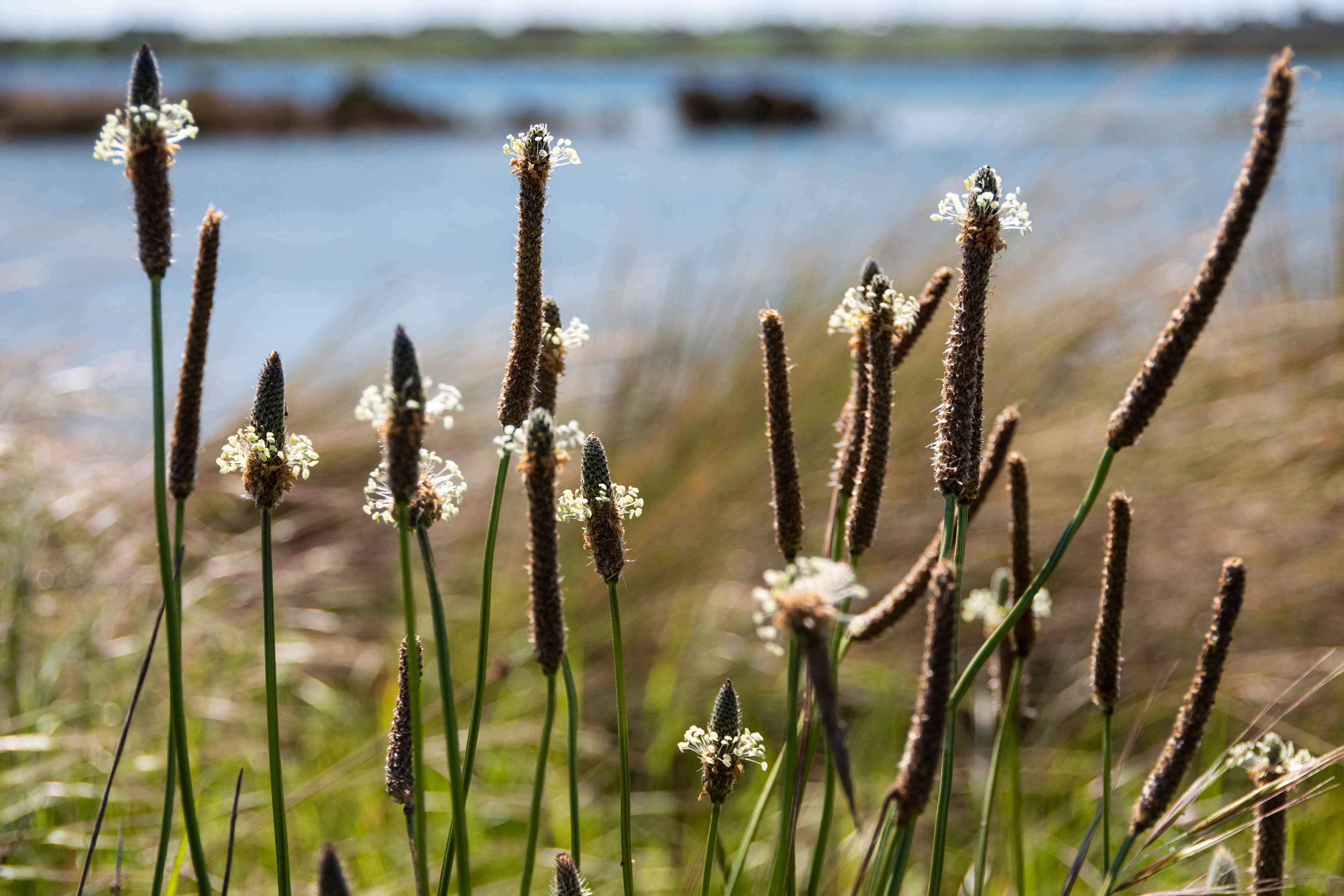 Lake Victoria, Point Lonsdale, Victoria, Australia