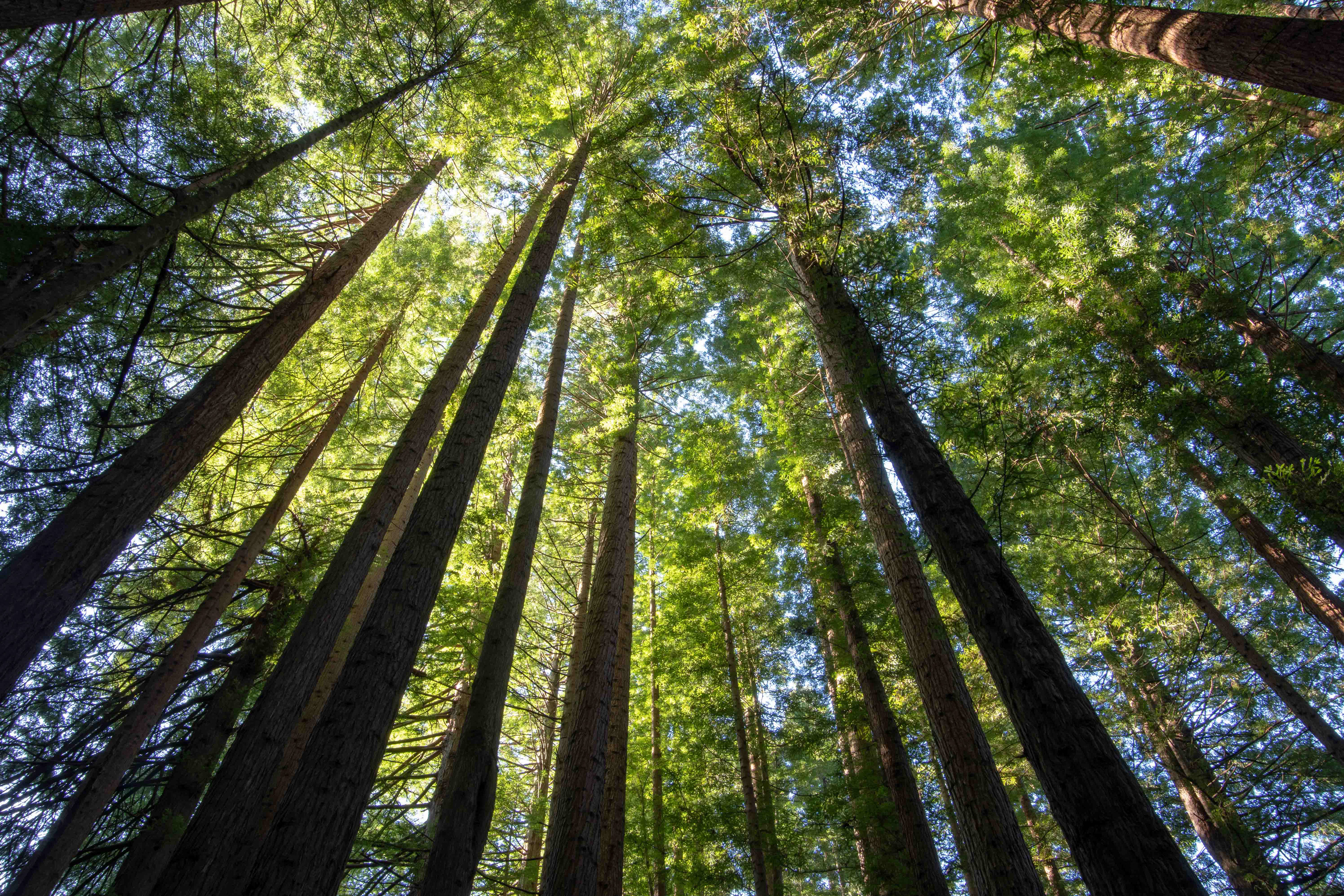 Redwood Forest, Great Otway National Park, Victoria, Australia