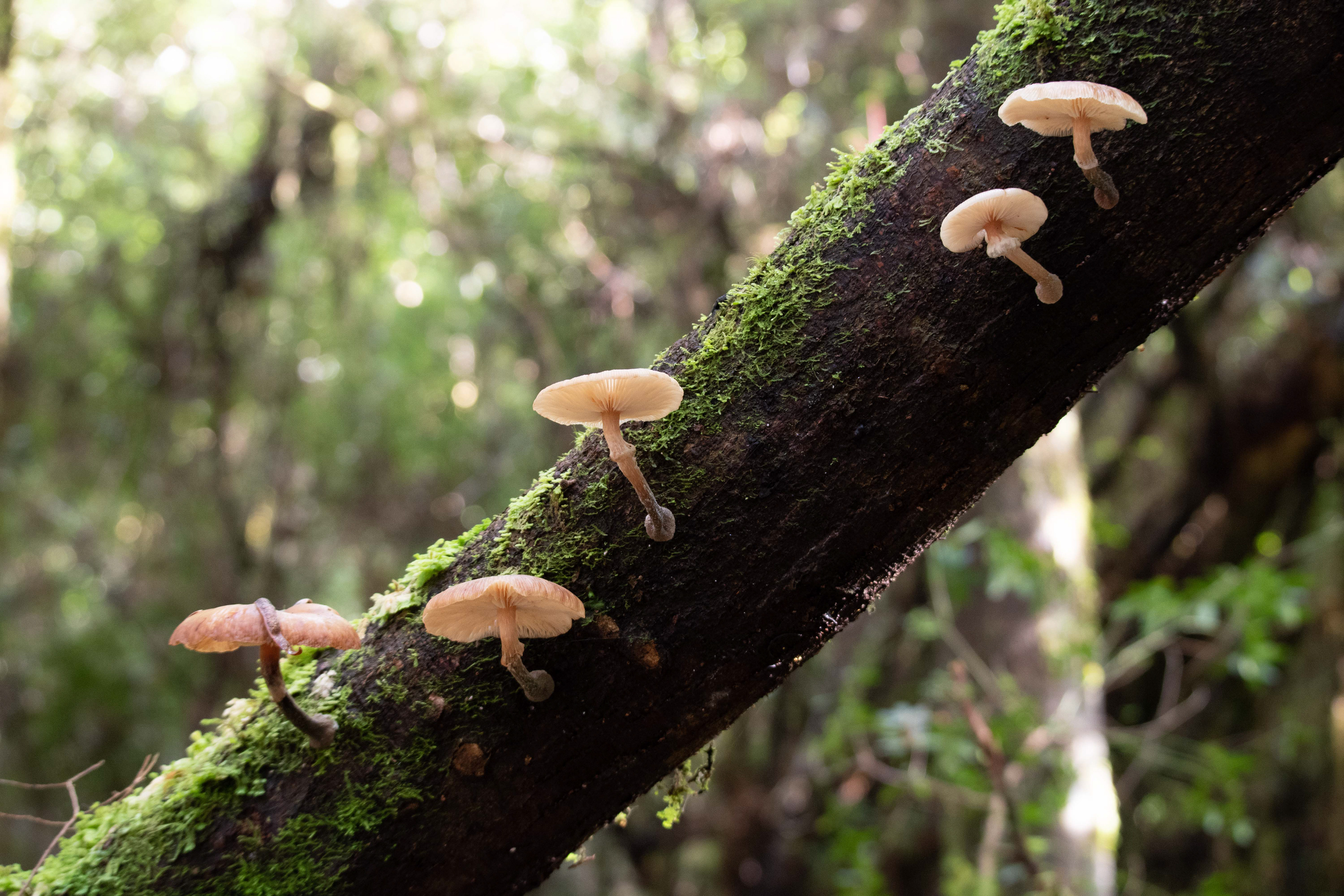 Sarah Island, Tasmania, Australia
