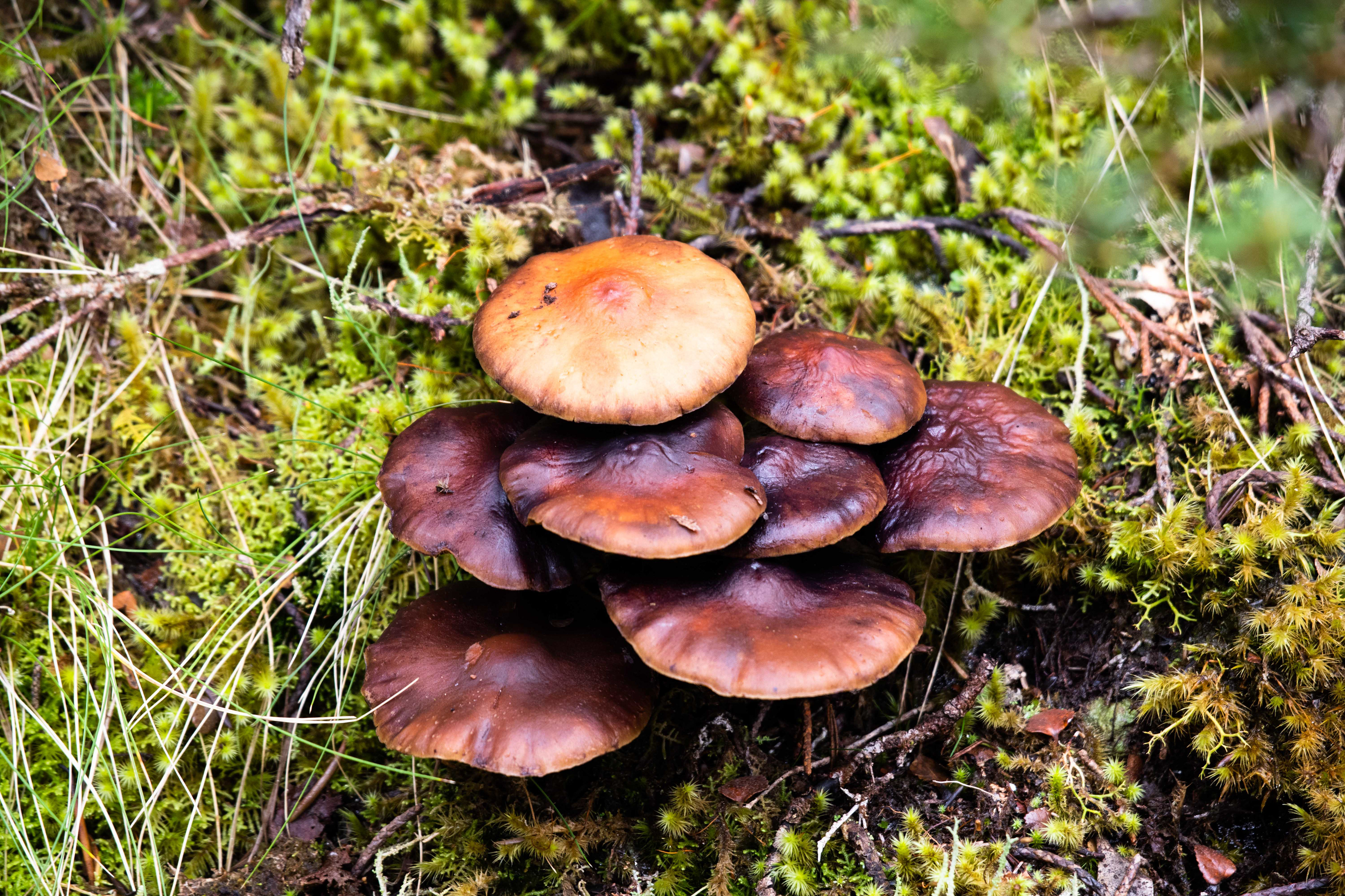 Cradle Mountain - Lake St Clair National Park, Tasmania, Australia