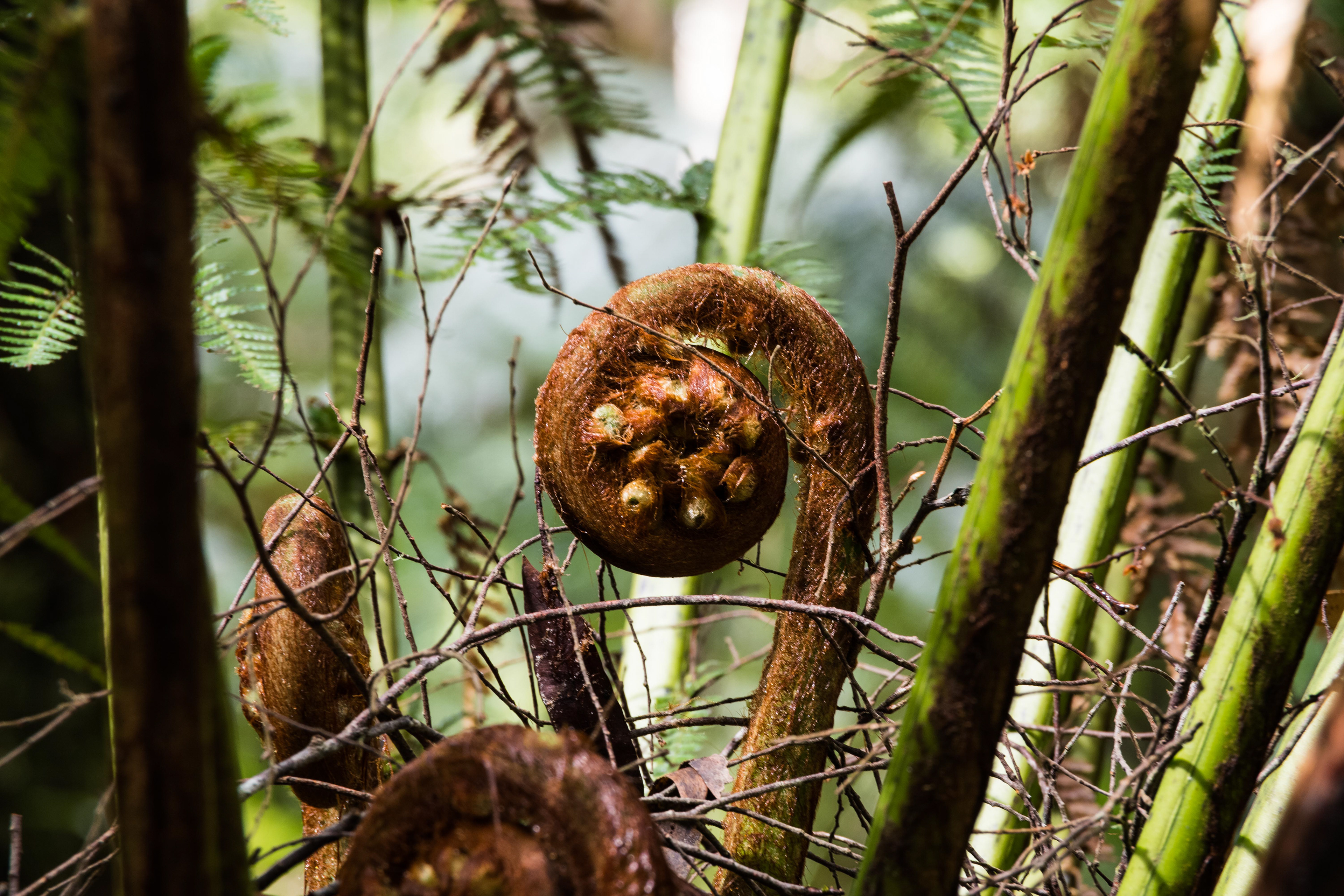 Great Otway National Park, Victoria, Australia