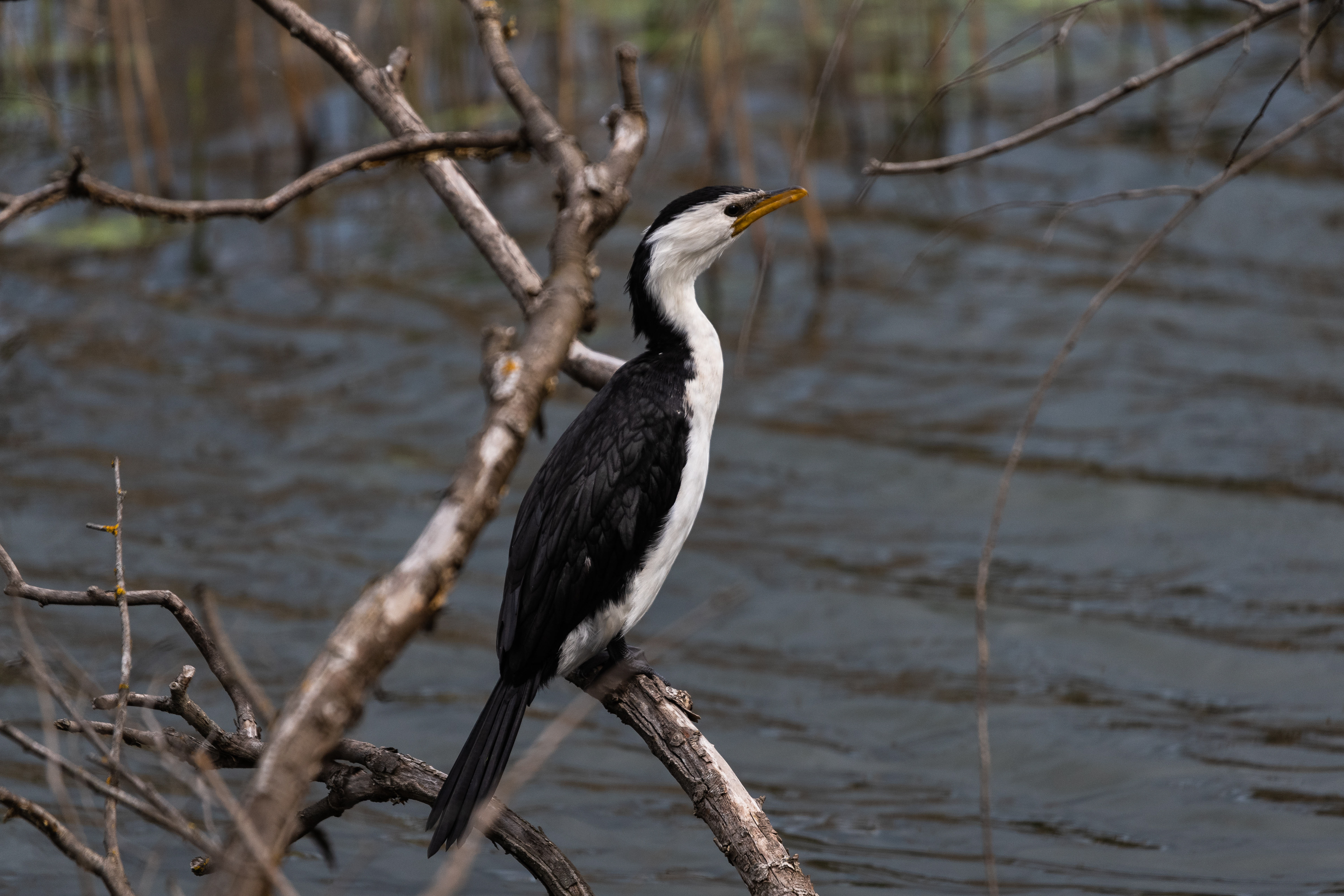 Little Pied Cormorant, Ocean Grove, Victoria, Australia